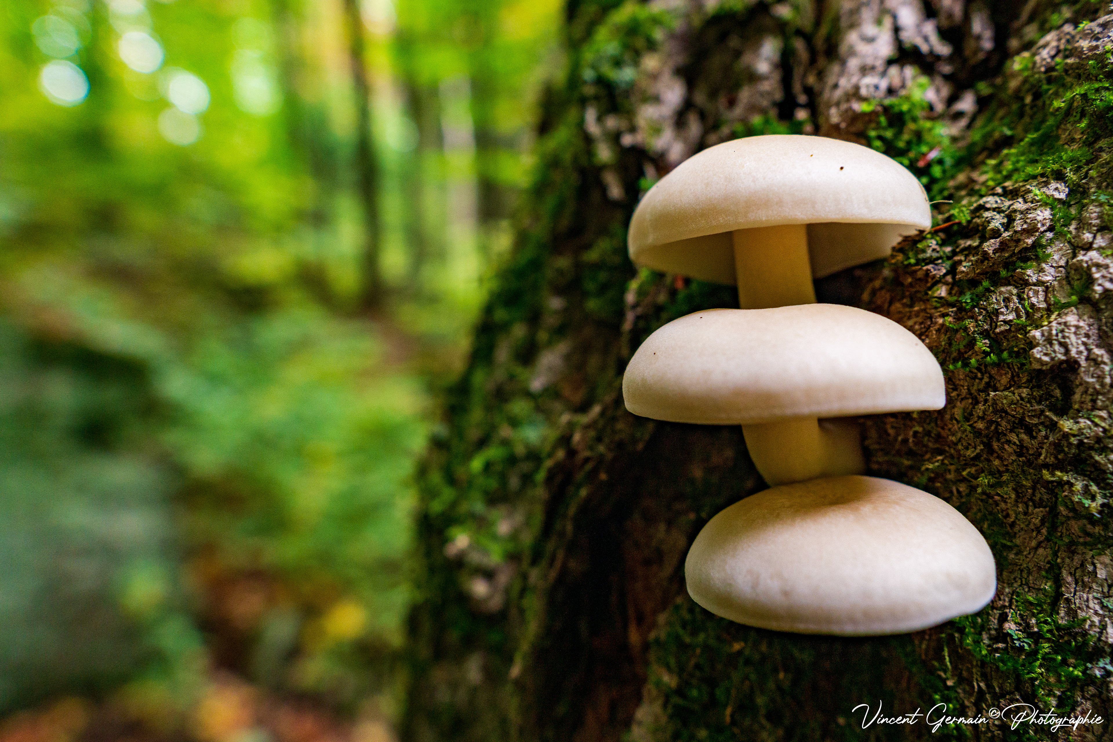 Sentier - Montagne de la Tour (Champignons Bolétacés)