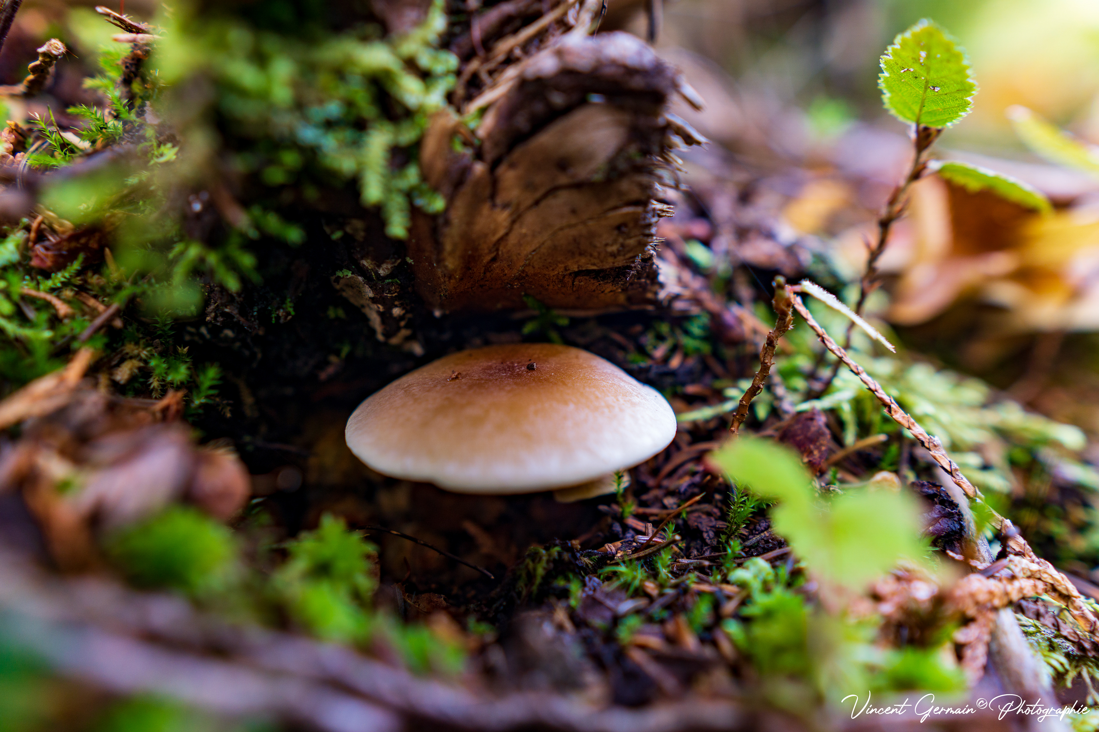Sentier - Lac Nadeau (Champignon Lactaire)