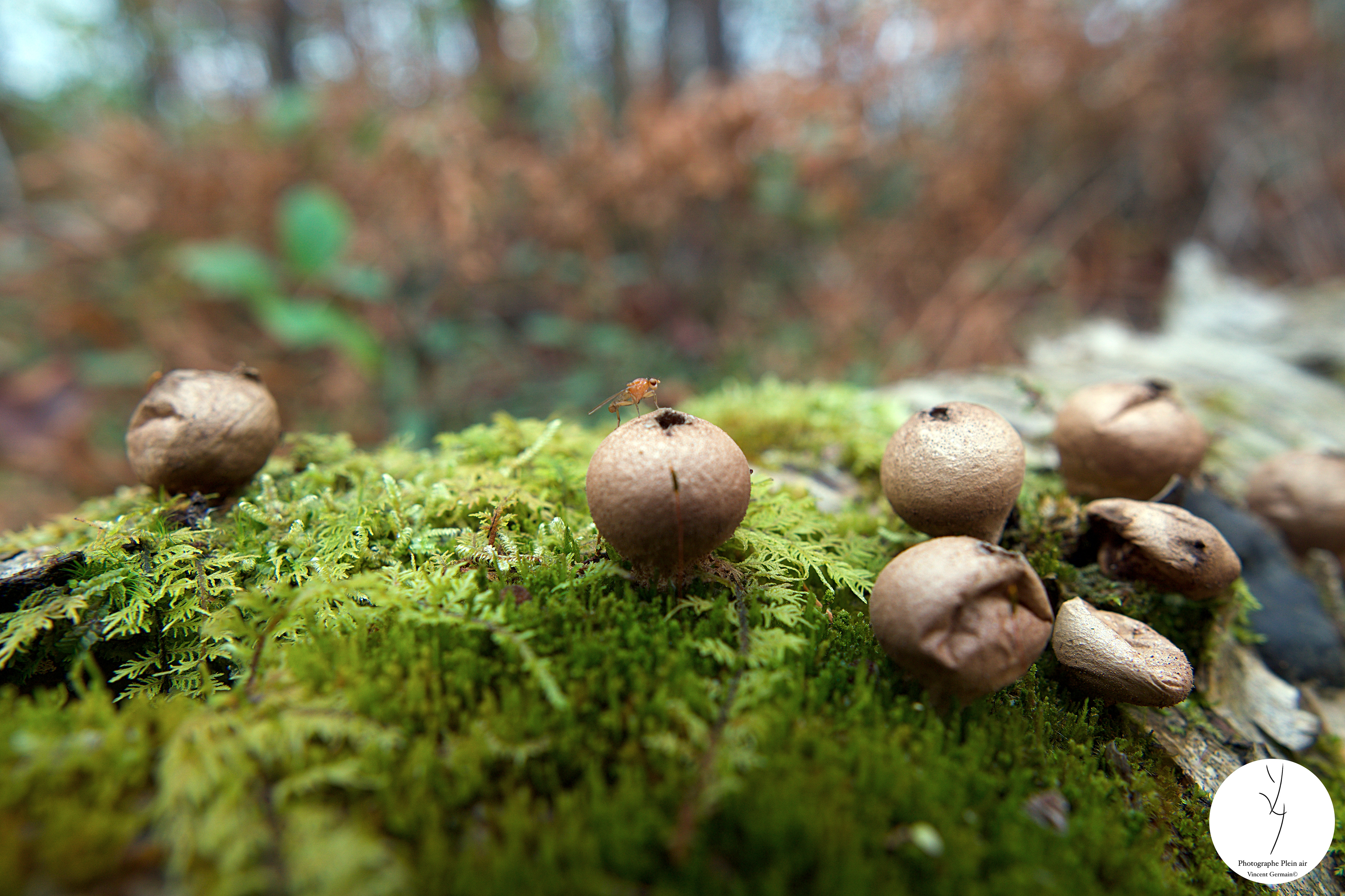 Vesses de loup - Étang Burbank Octobre 2023