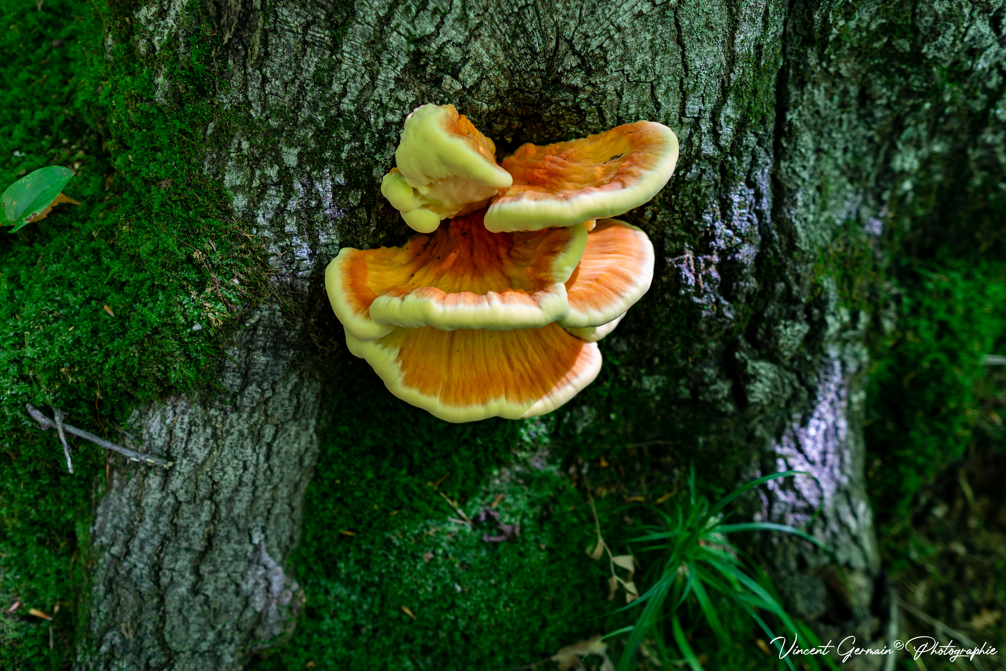 Sentier - La Gélinotte (Champignon POLYPORE SOUFRÉ, Laetiporus Sulphureus)