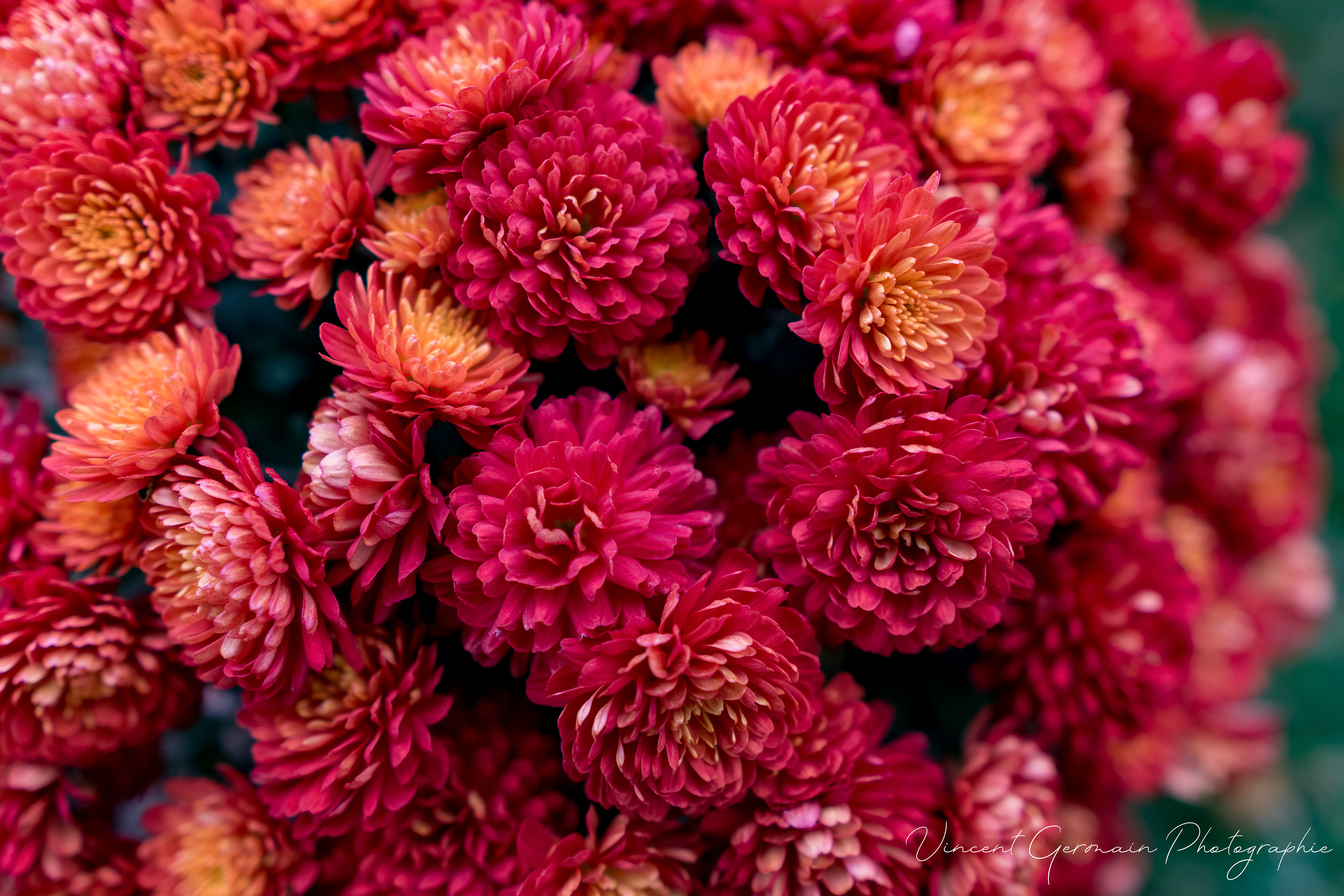 chrysanthème