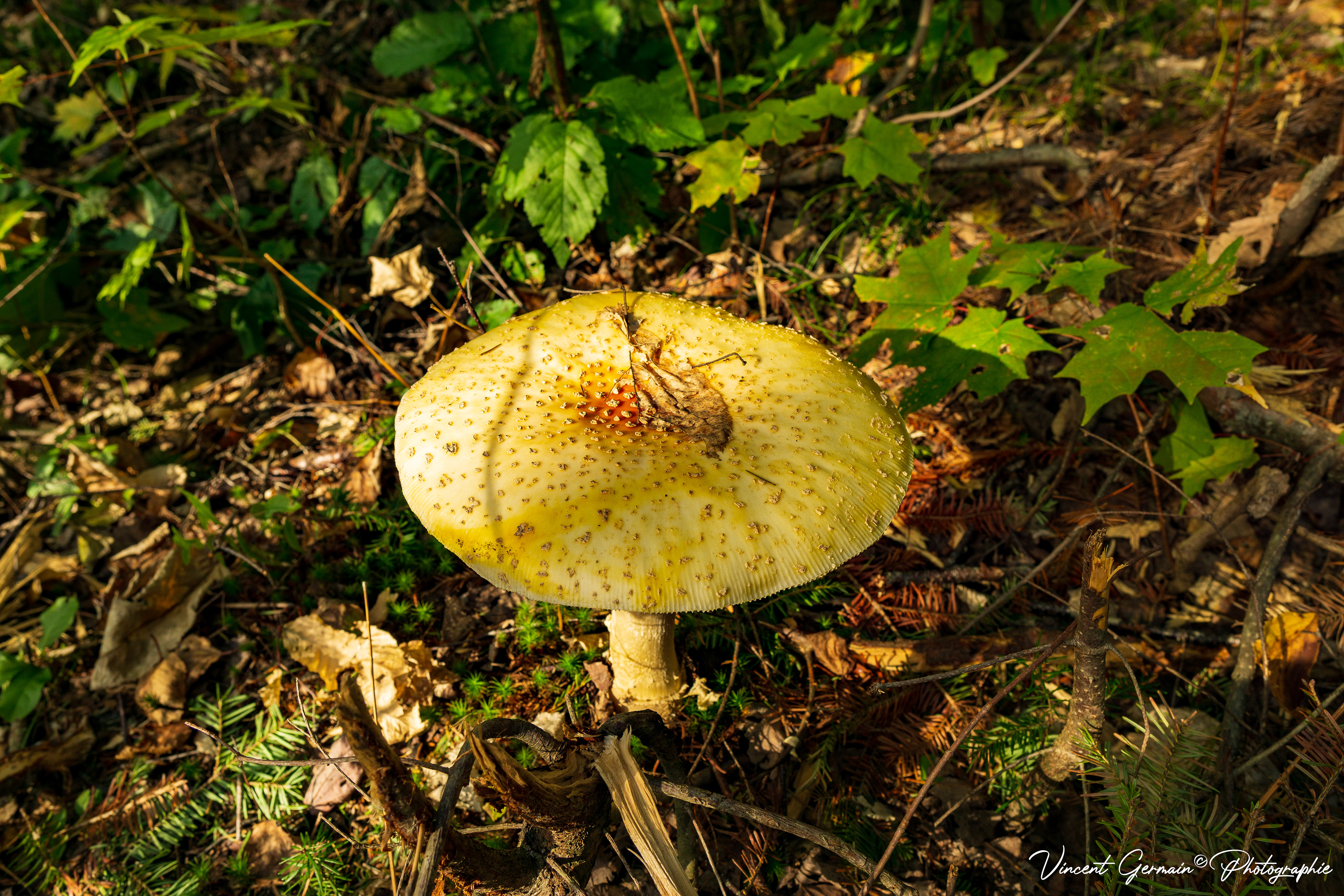 Champignon Géant (Amanite)