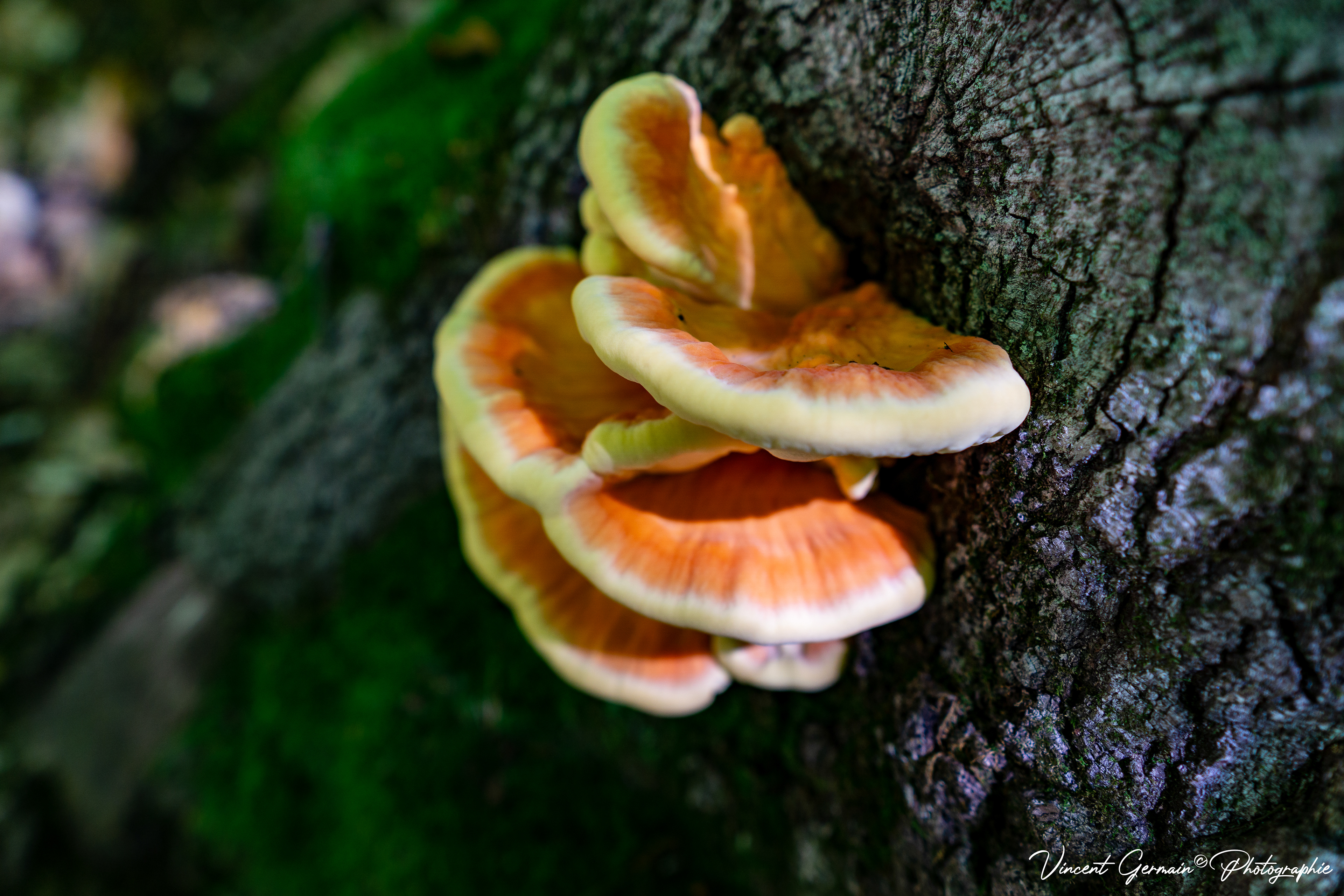 Sentier - La Gélinotte (Champignon POLYPORE SOUFRÉ, Laetiporus Sulphureus)