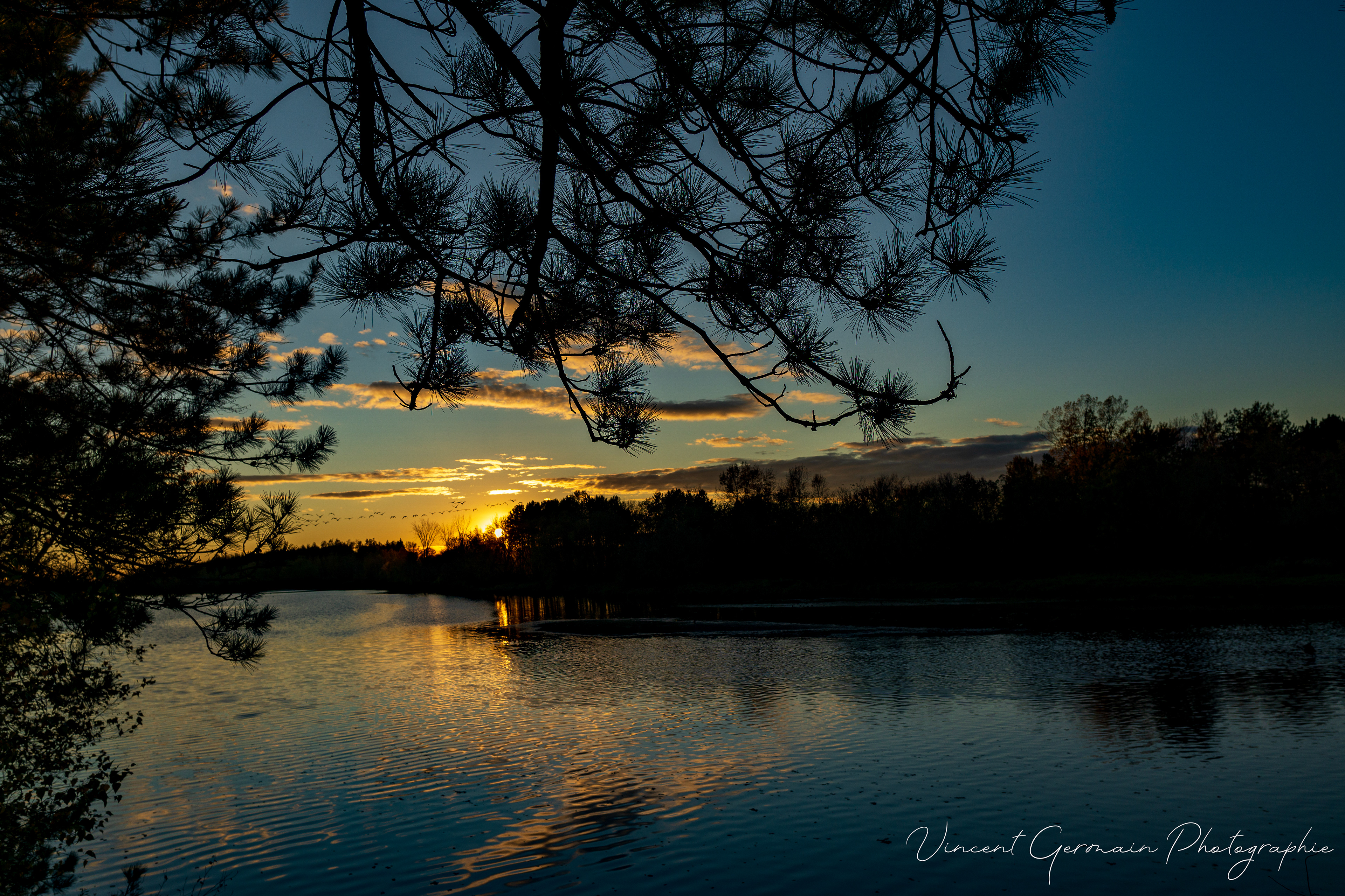 Réservoir Beaudet et oies blanches au loin - Victoriaville