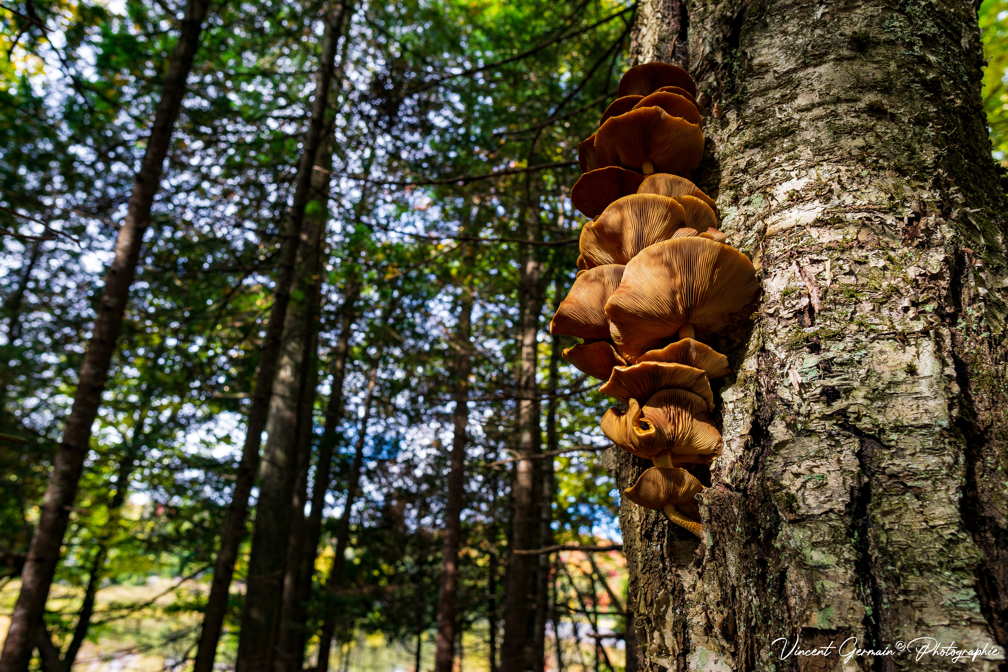 Sentier - Montagne de la Tour (Champignons Pleurotes)
