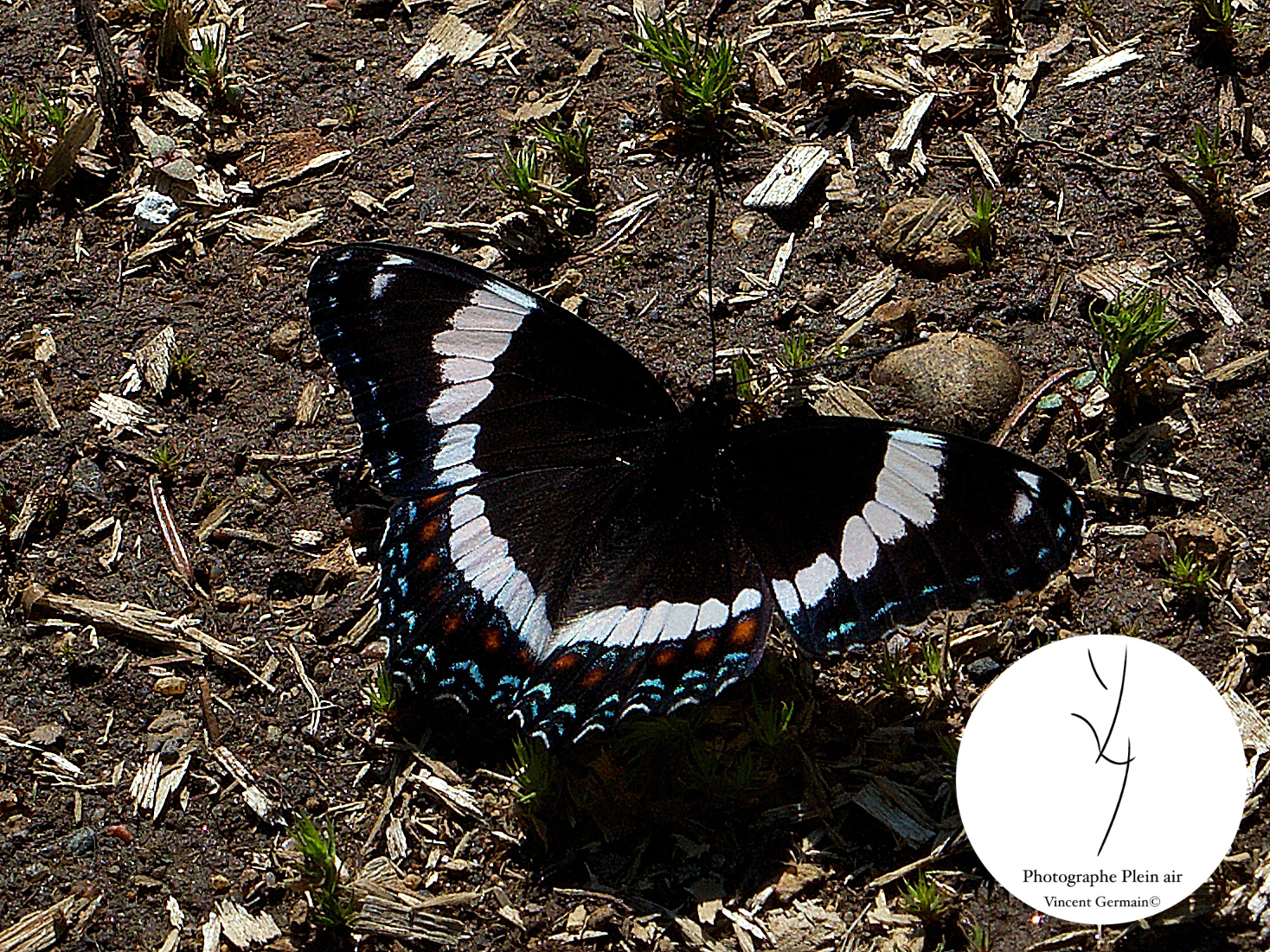 Papillon AMIRAL (Limenitis arthemis) - Lac-aux-Sables, Qc