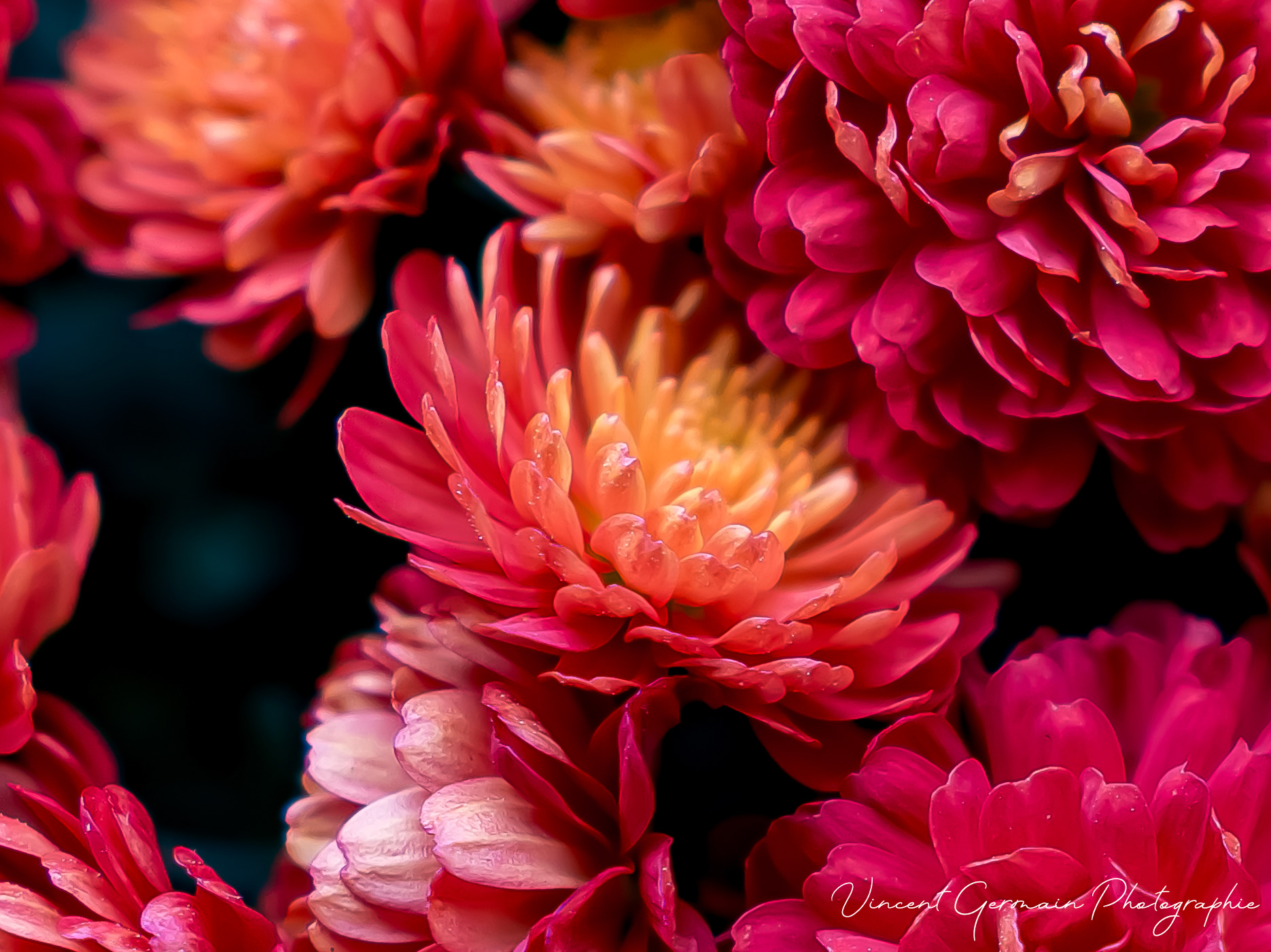 Chrysanthème