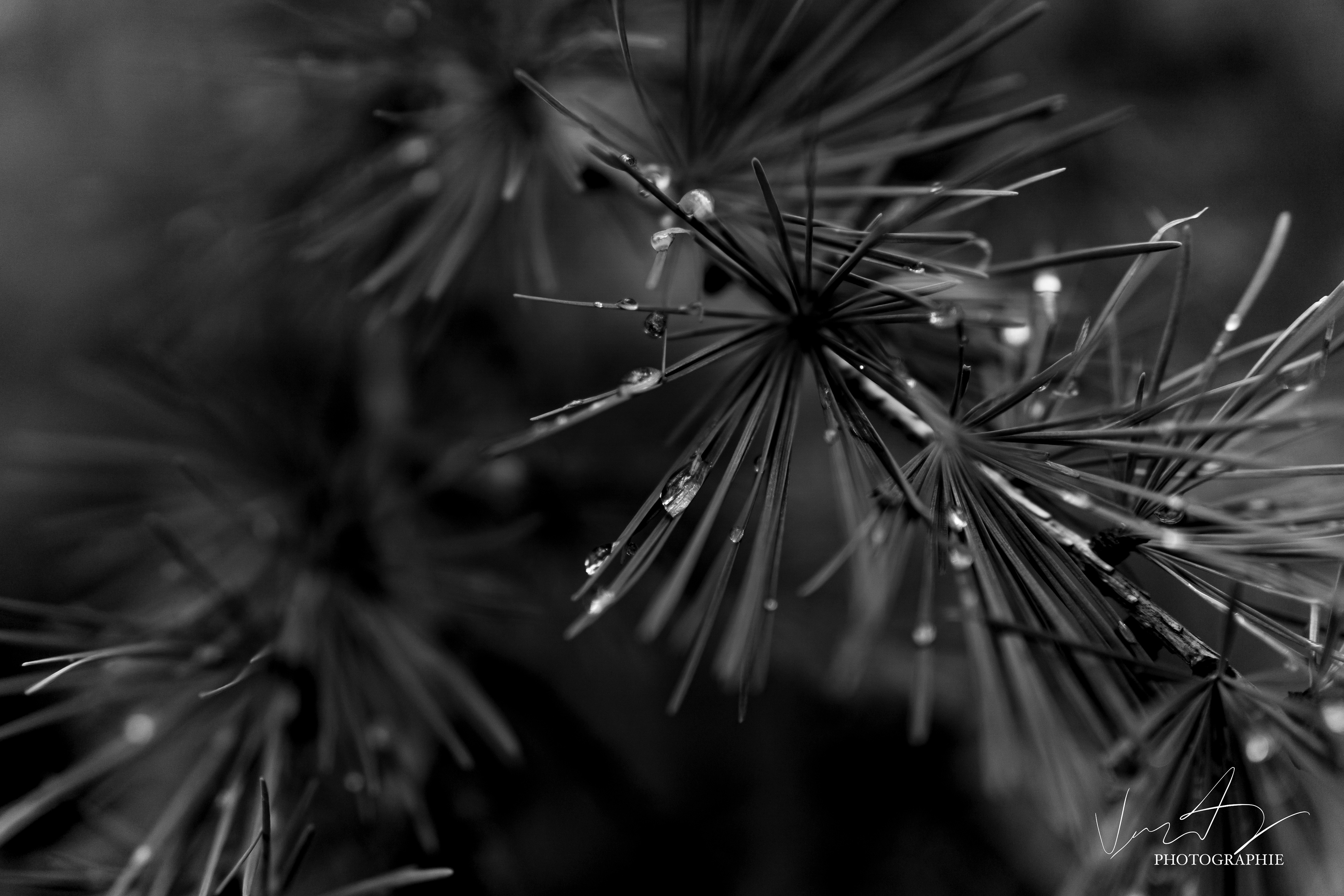 Branche d'un Mélèze