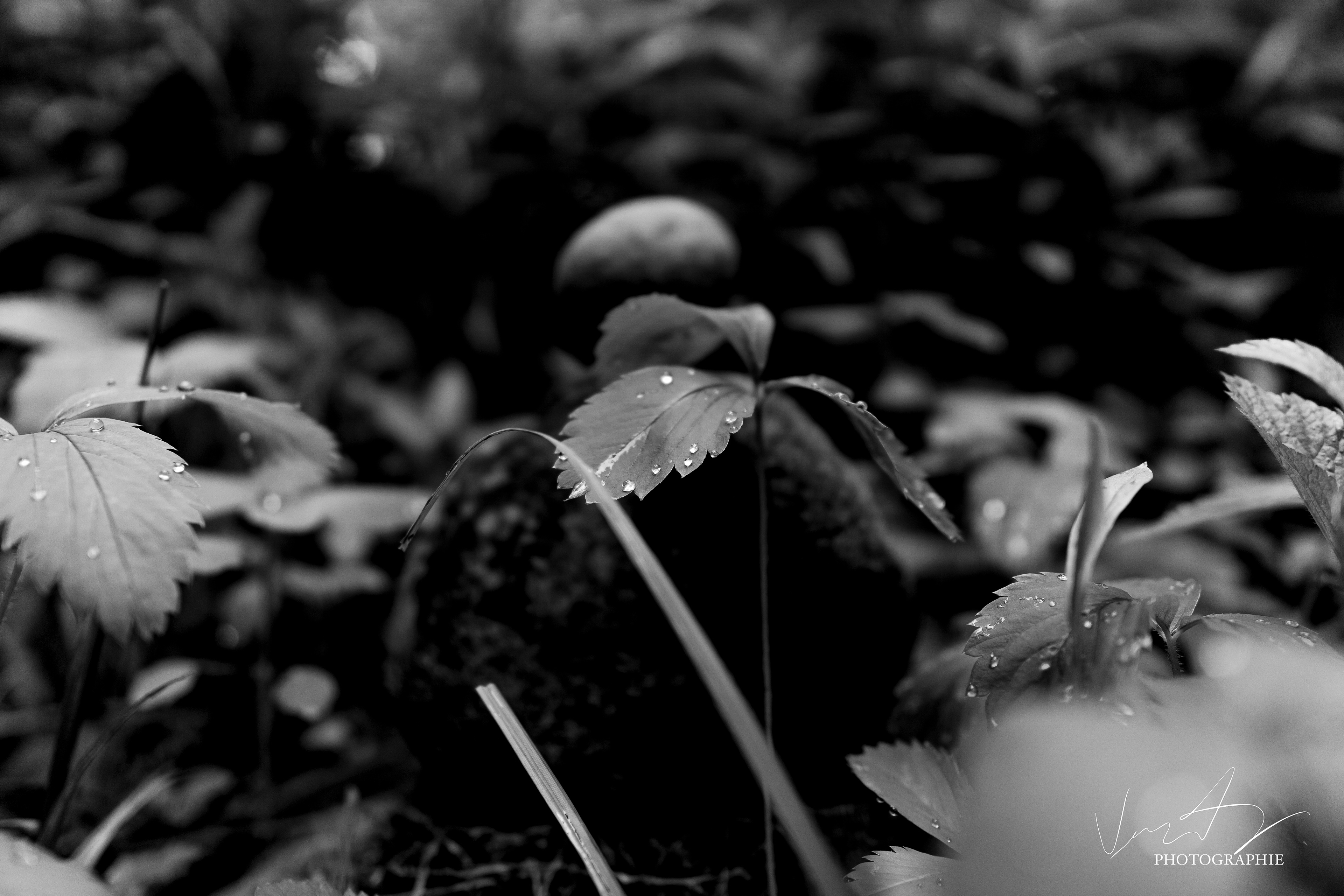Gouttes d'eau sur les feuilles