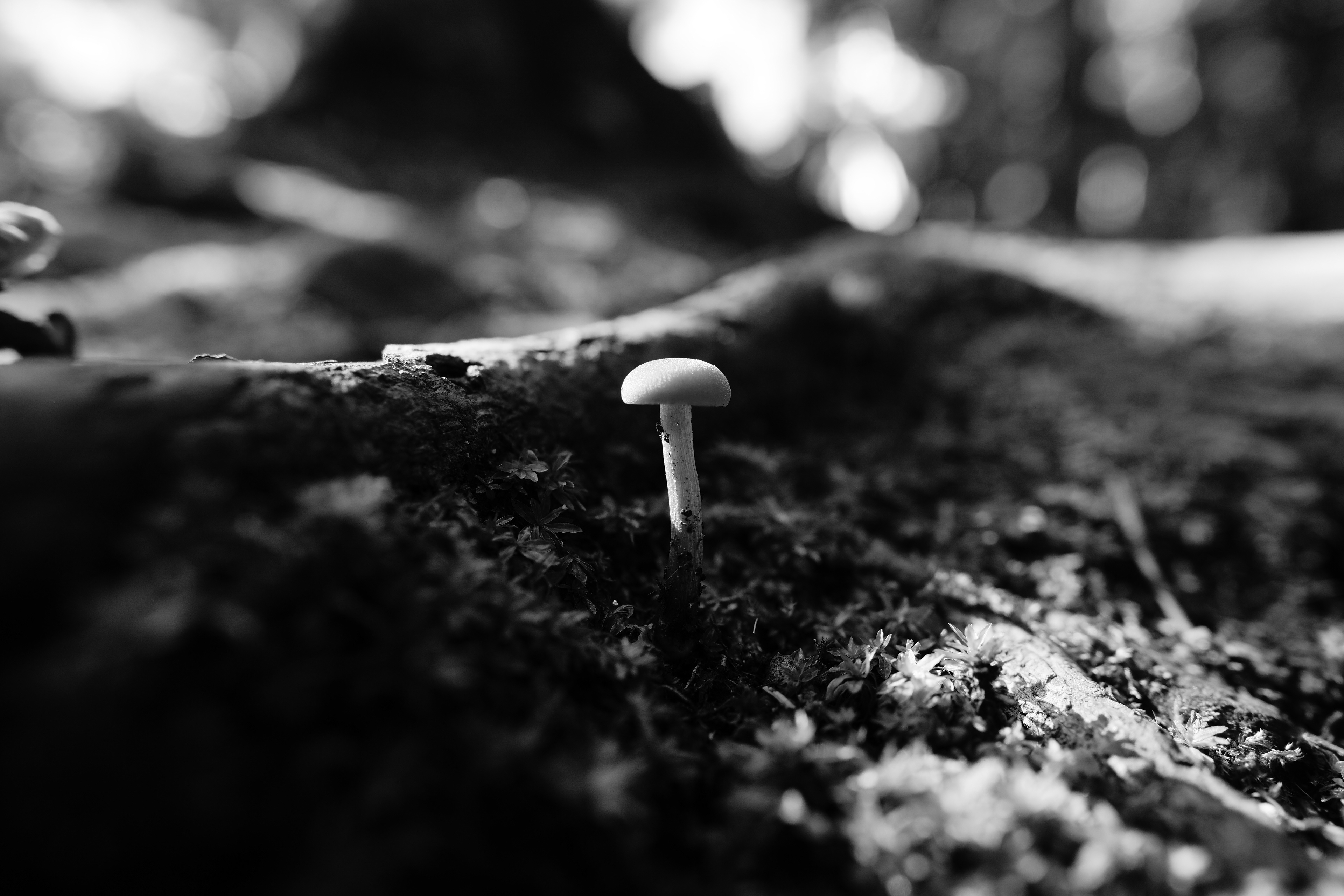 Coup de coeur - Noir et Blanc 2022