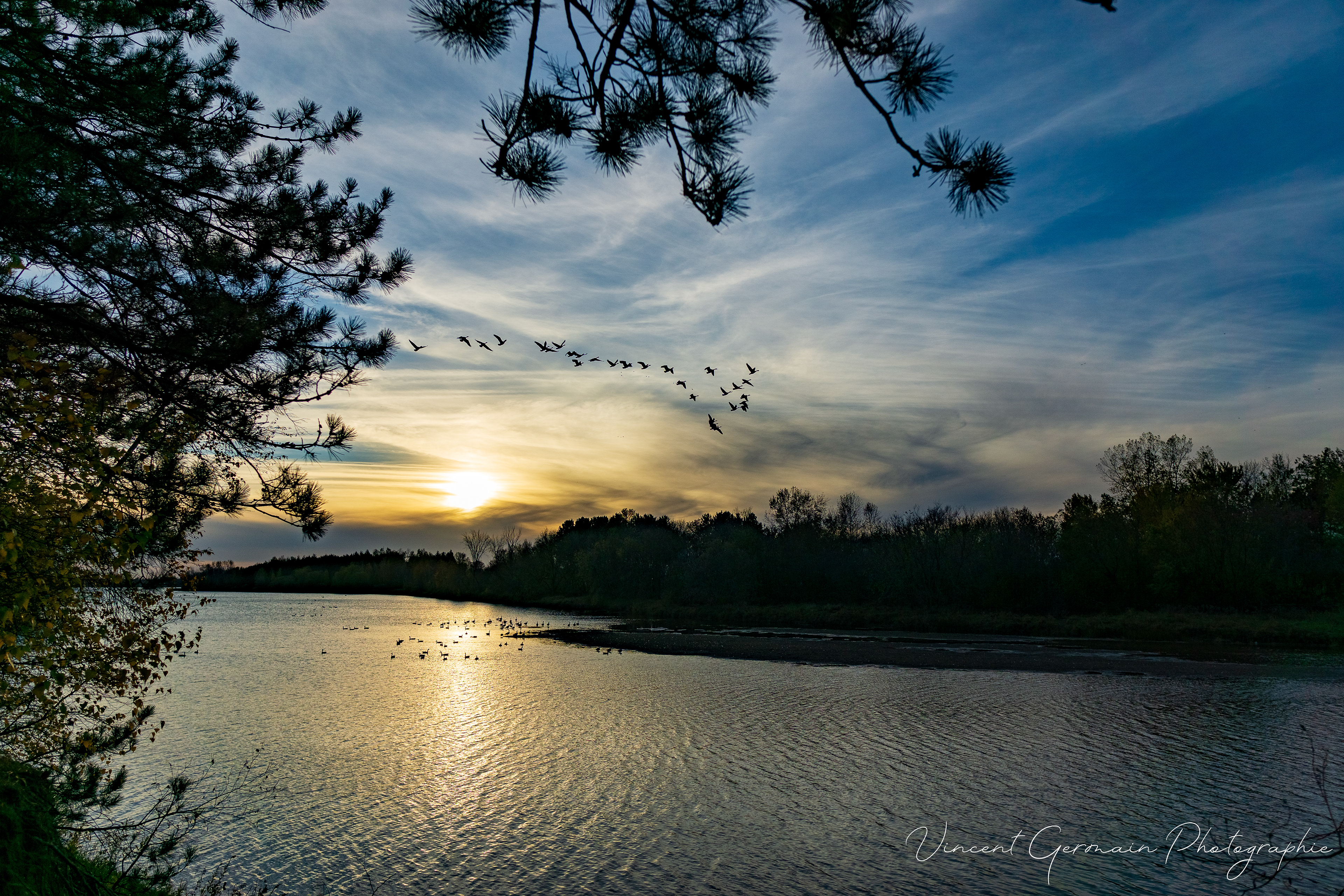 Rivière, outardes et coucher de soleil