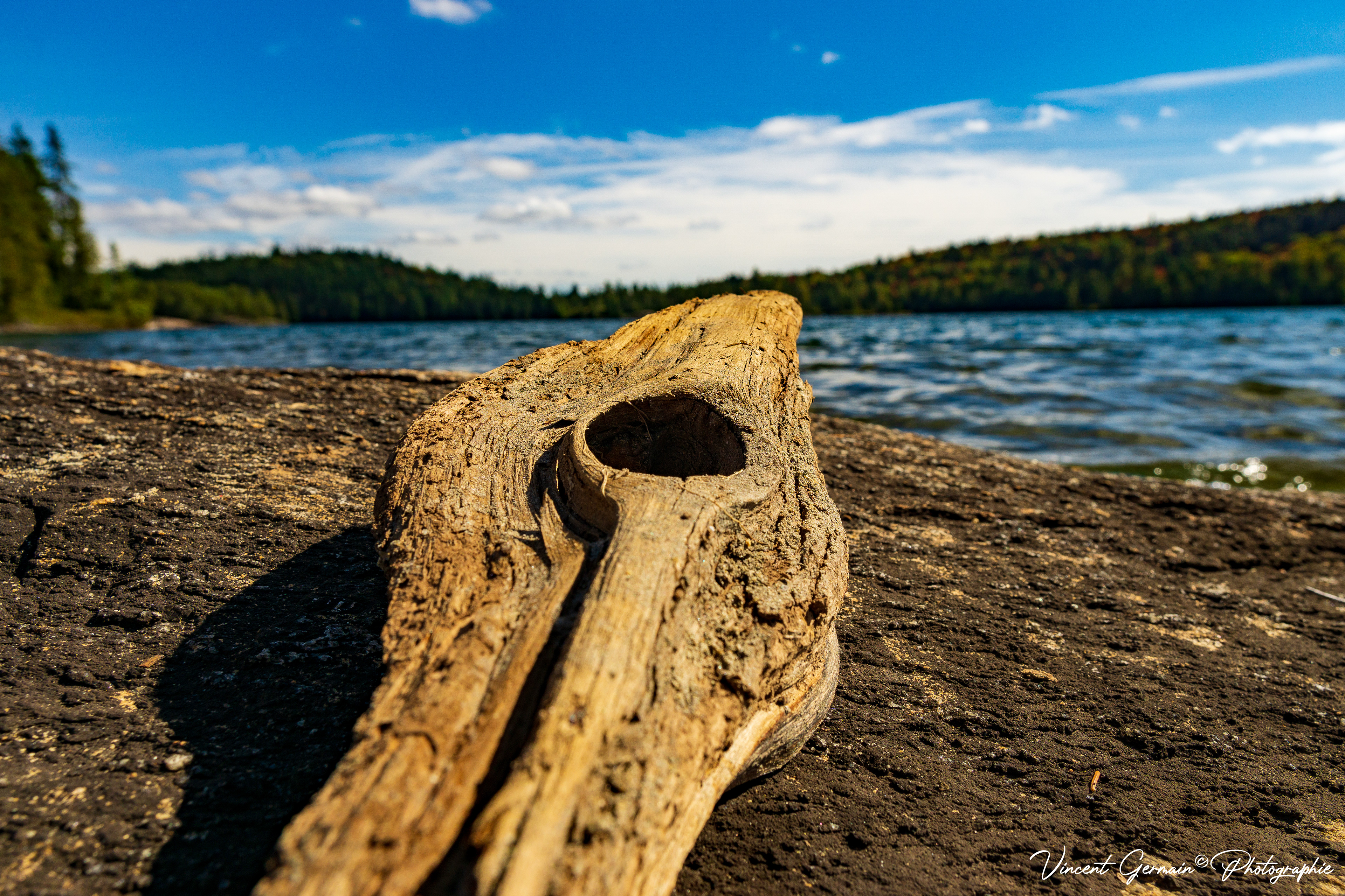 Morceaux de bois pétrifié par le temps, soleil, eau et vent - 2