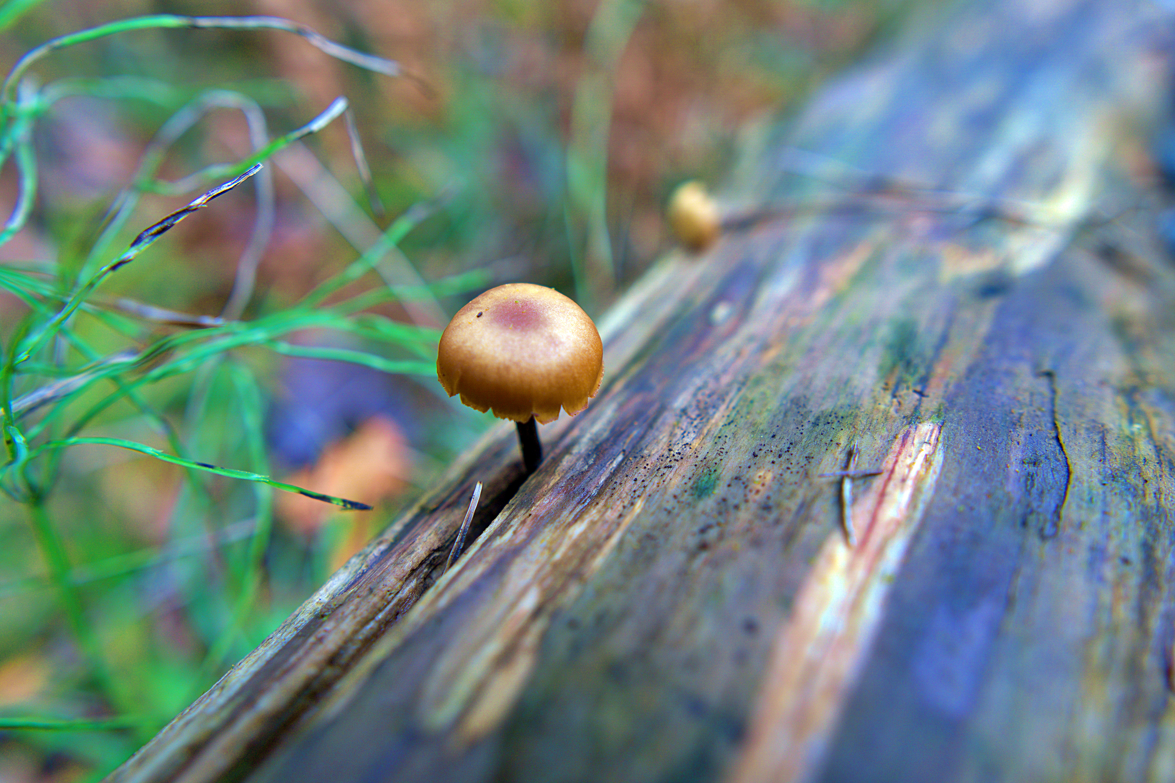  - Étang Burbank Octobre 2023