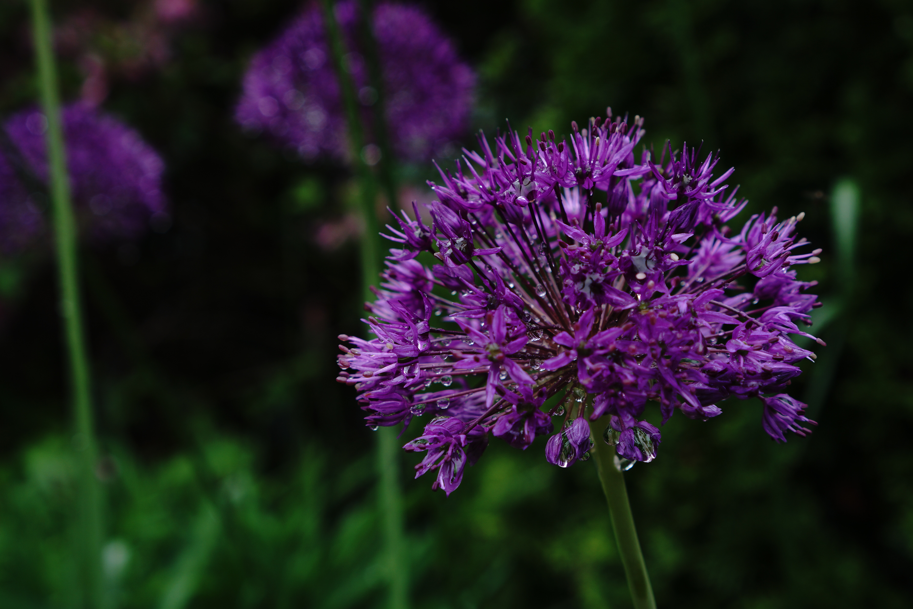 Devinez ce que c'est!