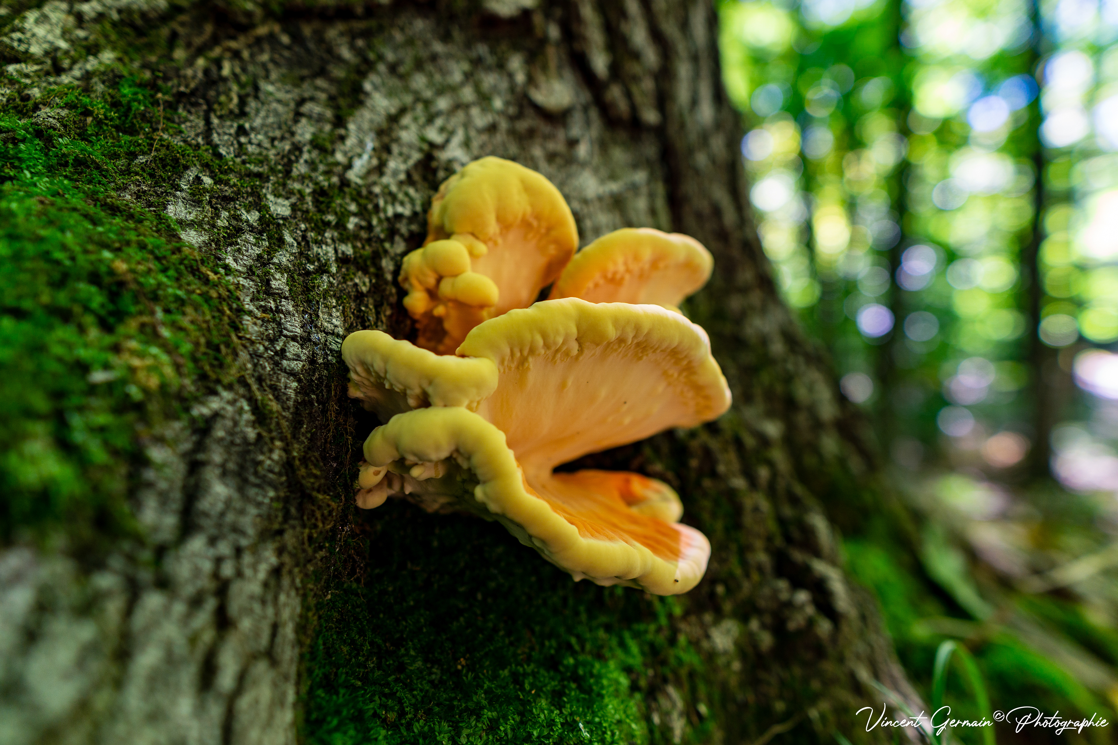 Sentier - La Gélinotte (Champignon POLYPORE SOUFRÉ, Laetiporus Sulphureus)