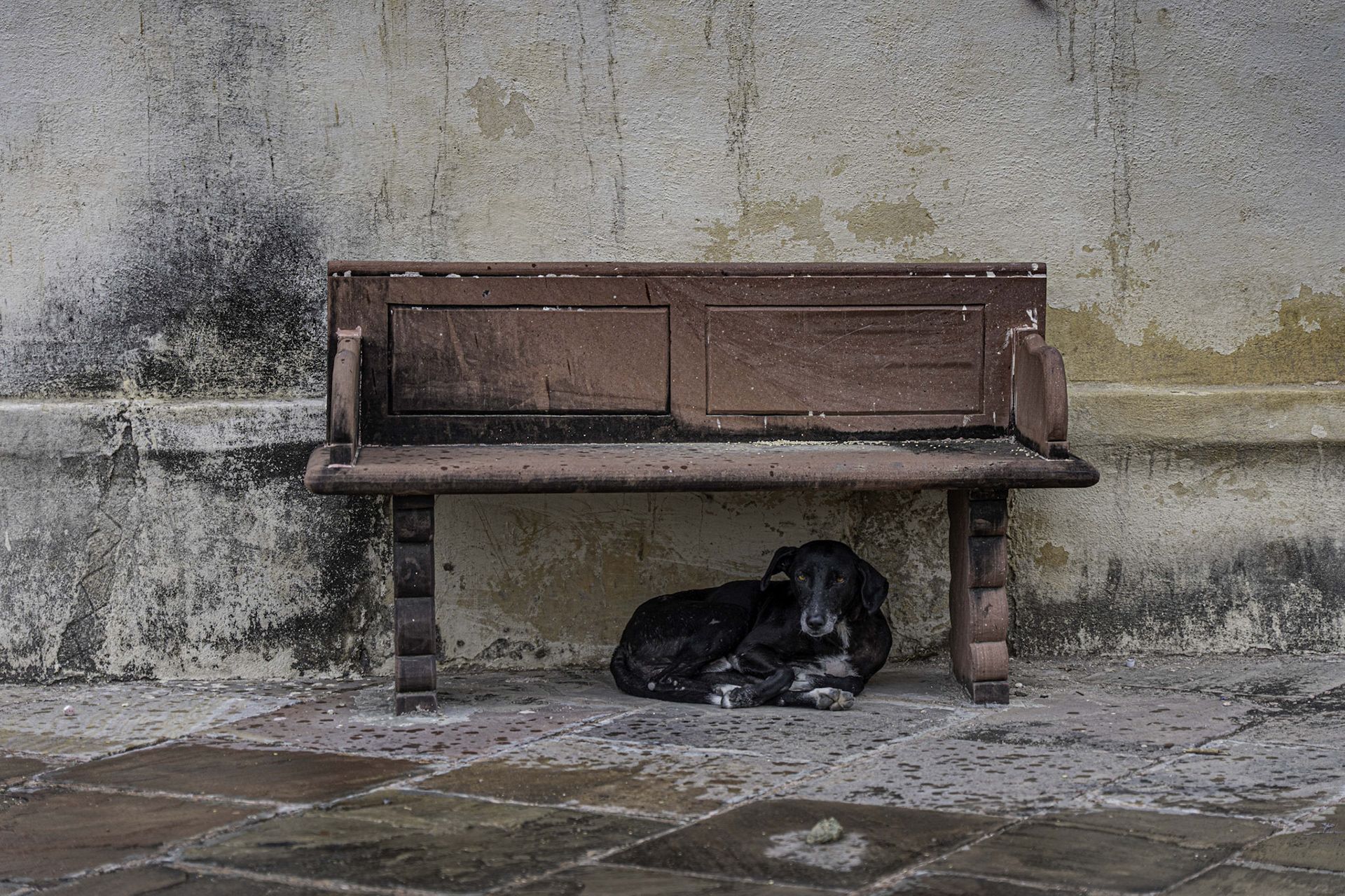 Delhi Dog found some shade