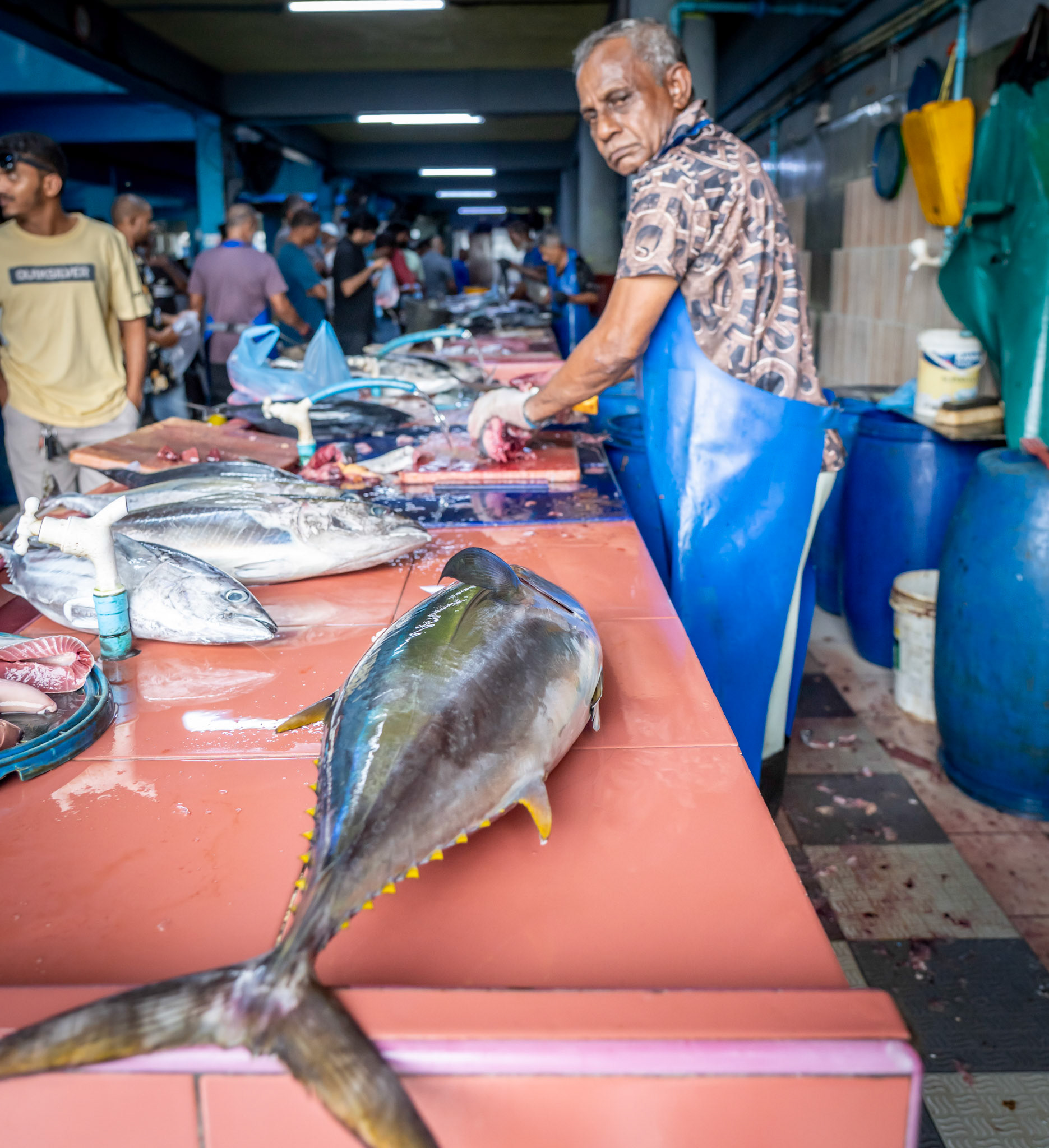 Yellowfin in Male, Maldives