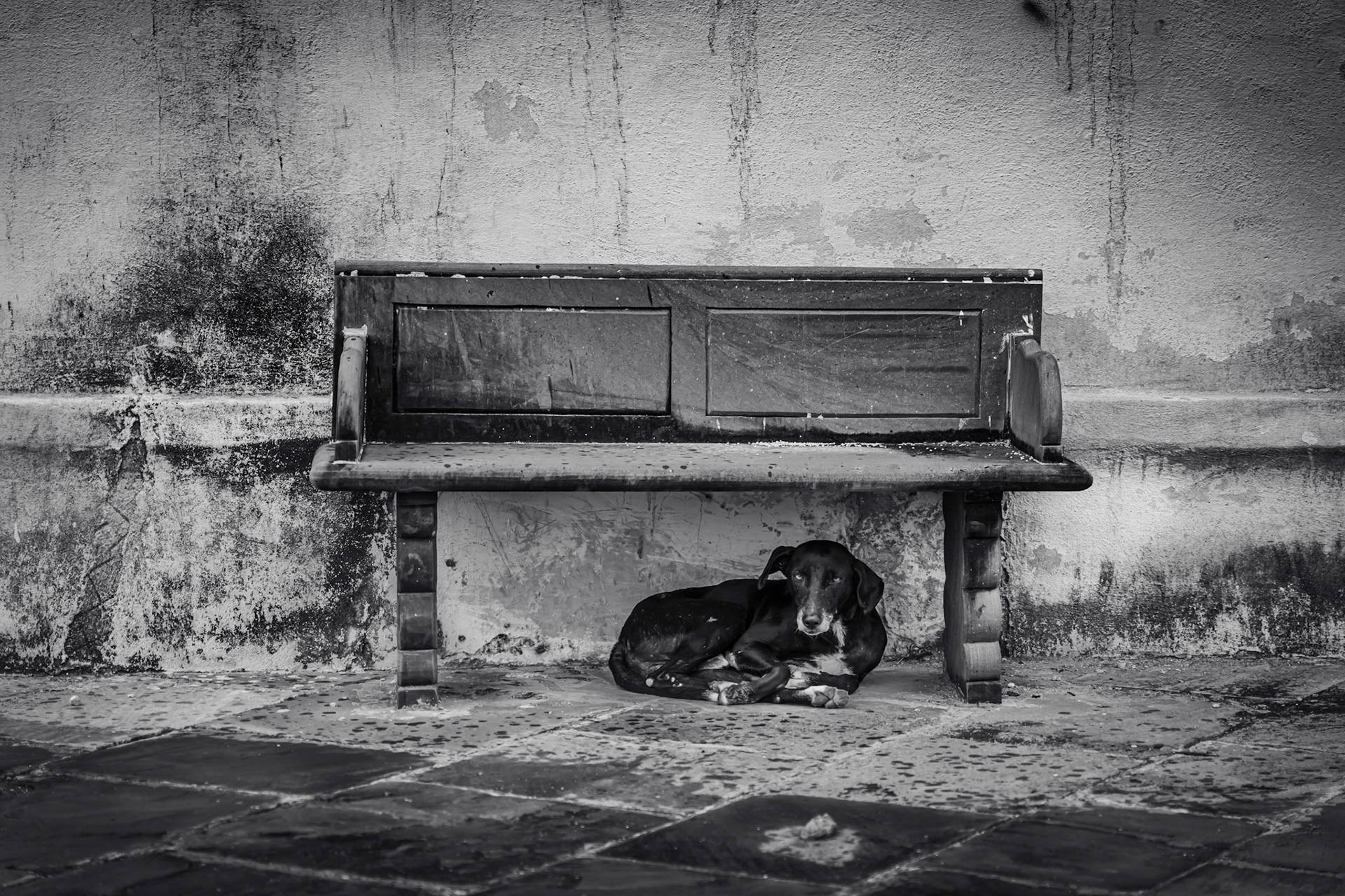Delhi Dog found some shade