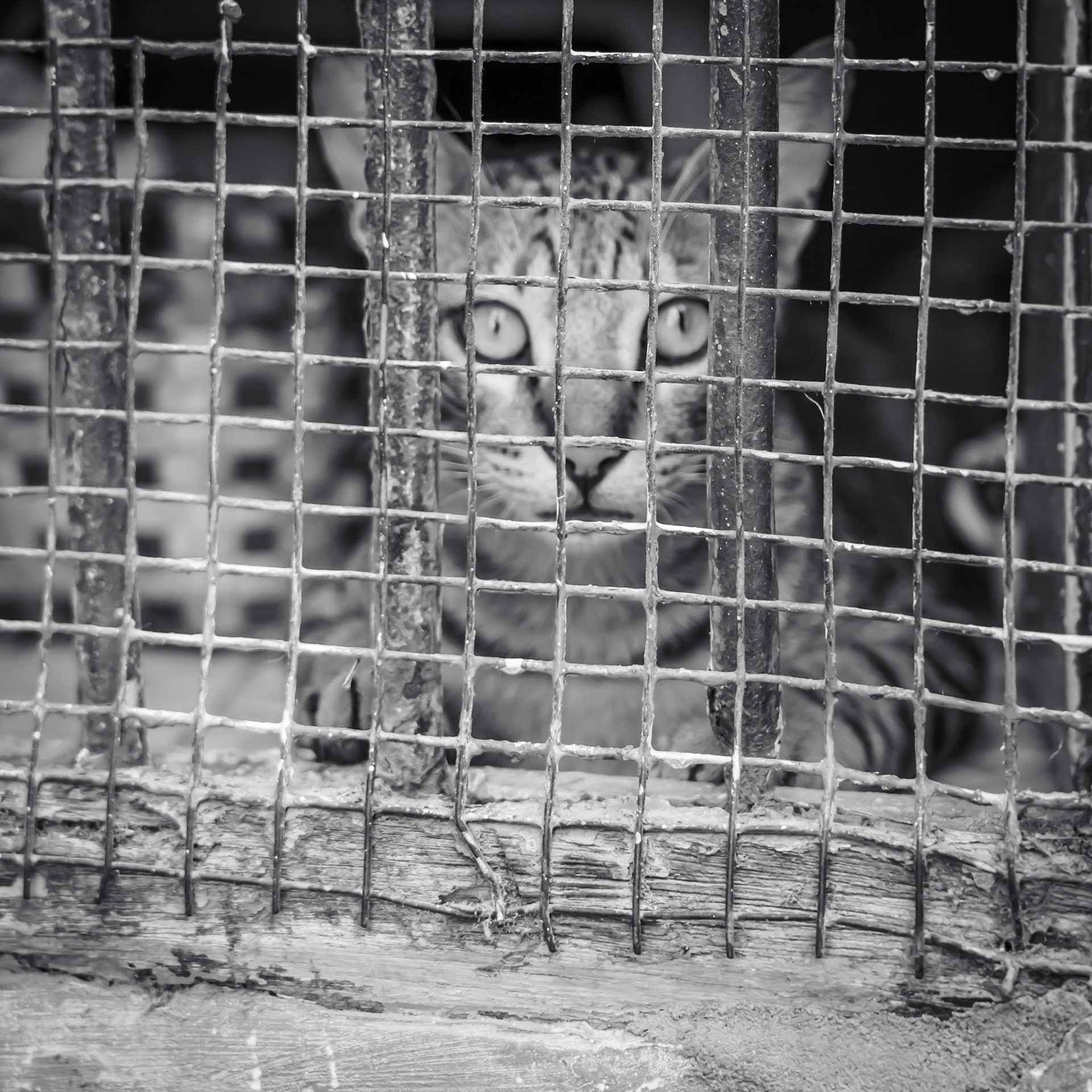 Kitty prison in Varanasi
