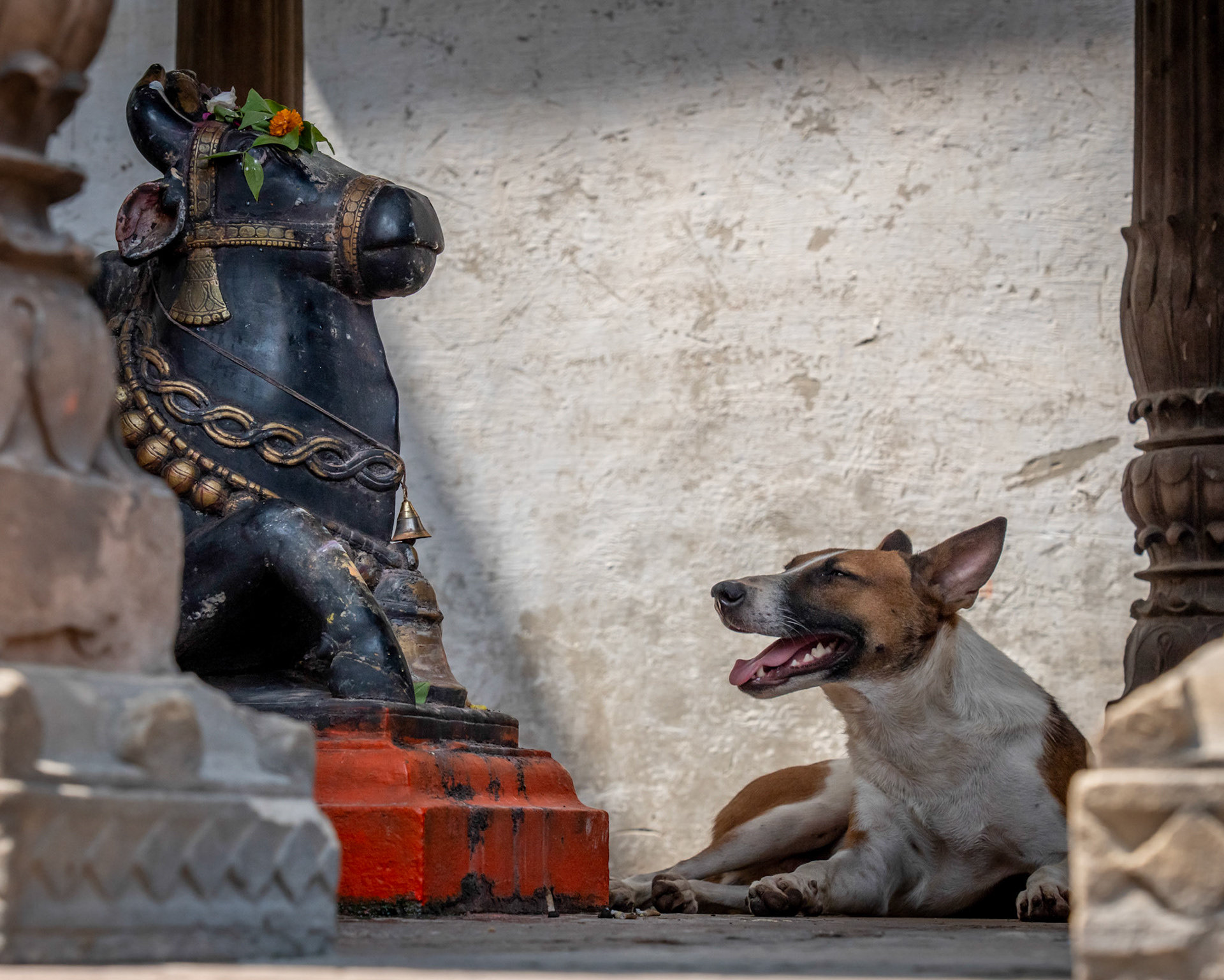 Dog conversing with Nandi in Varanasi