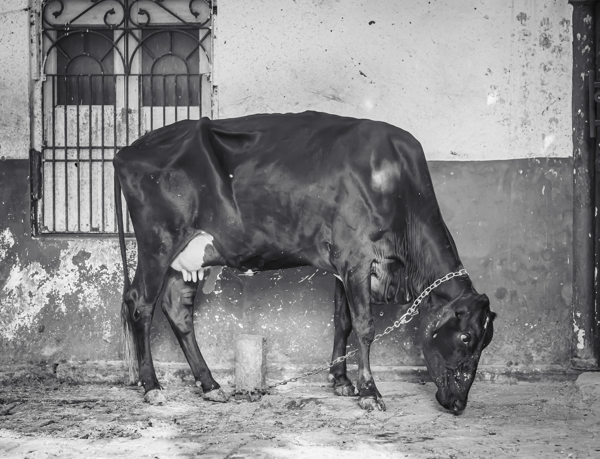 Sacred cow in Varanasi