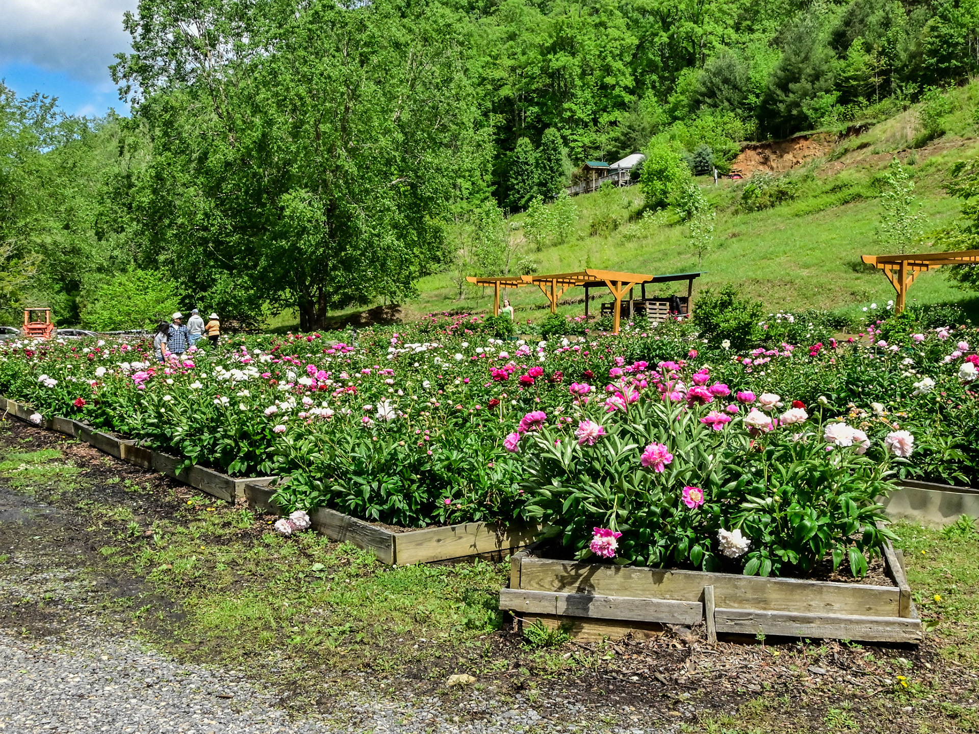 Wildcat Ridge Farm, Clyde, NC
