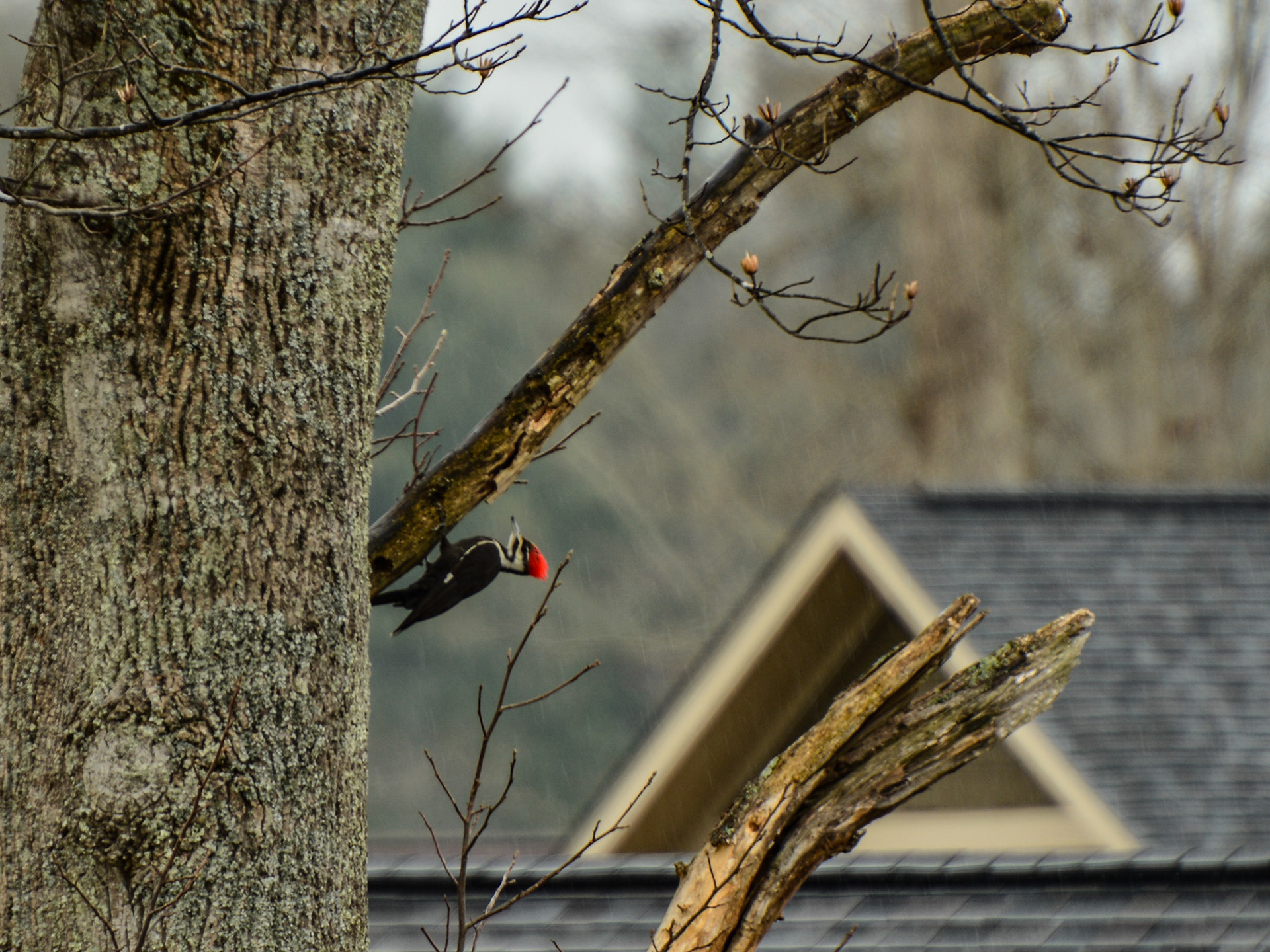 Arden, NC