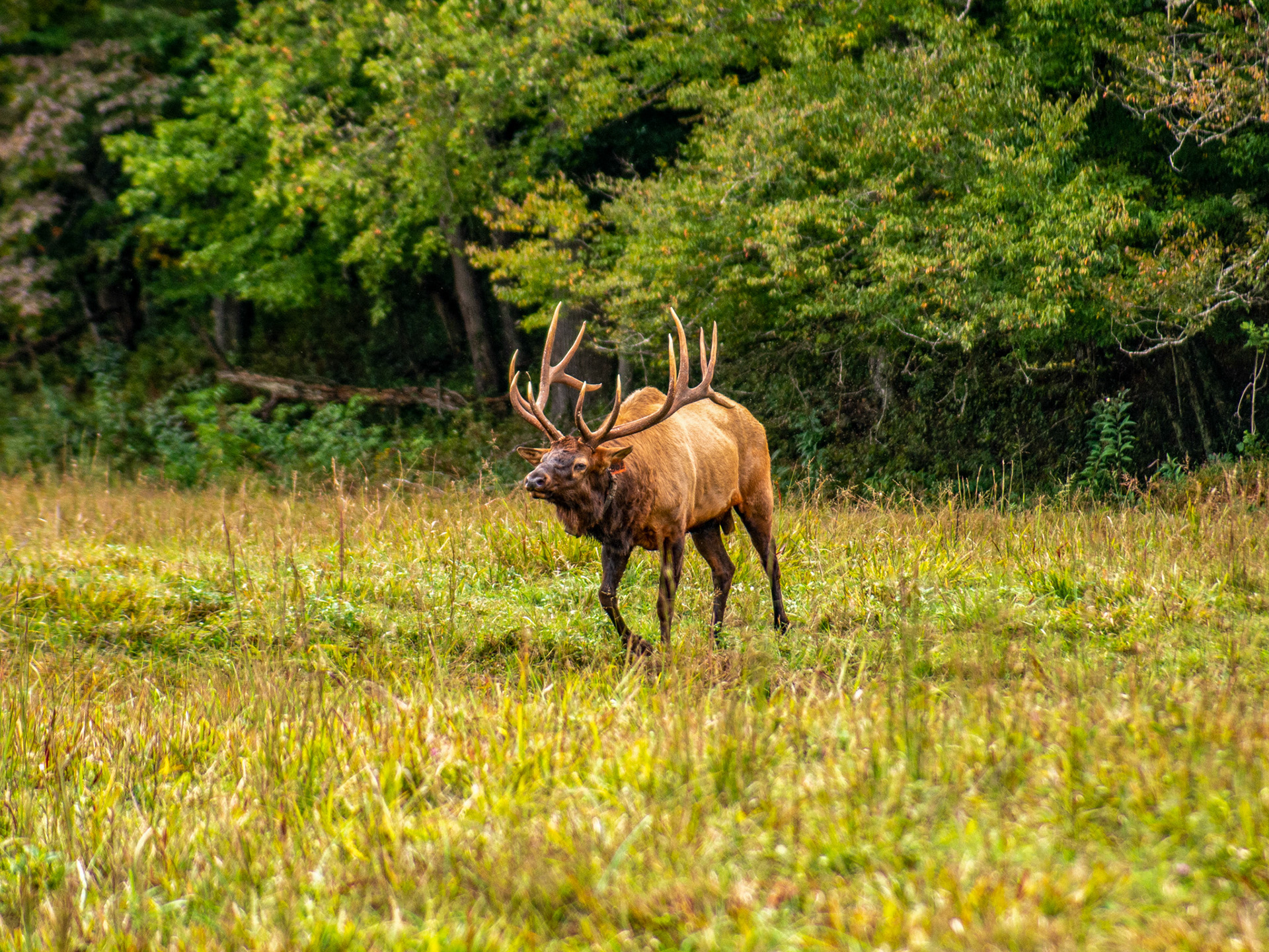 Cataloochee, NC