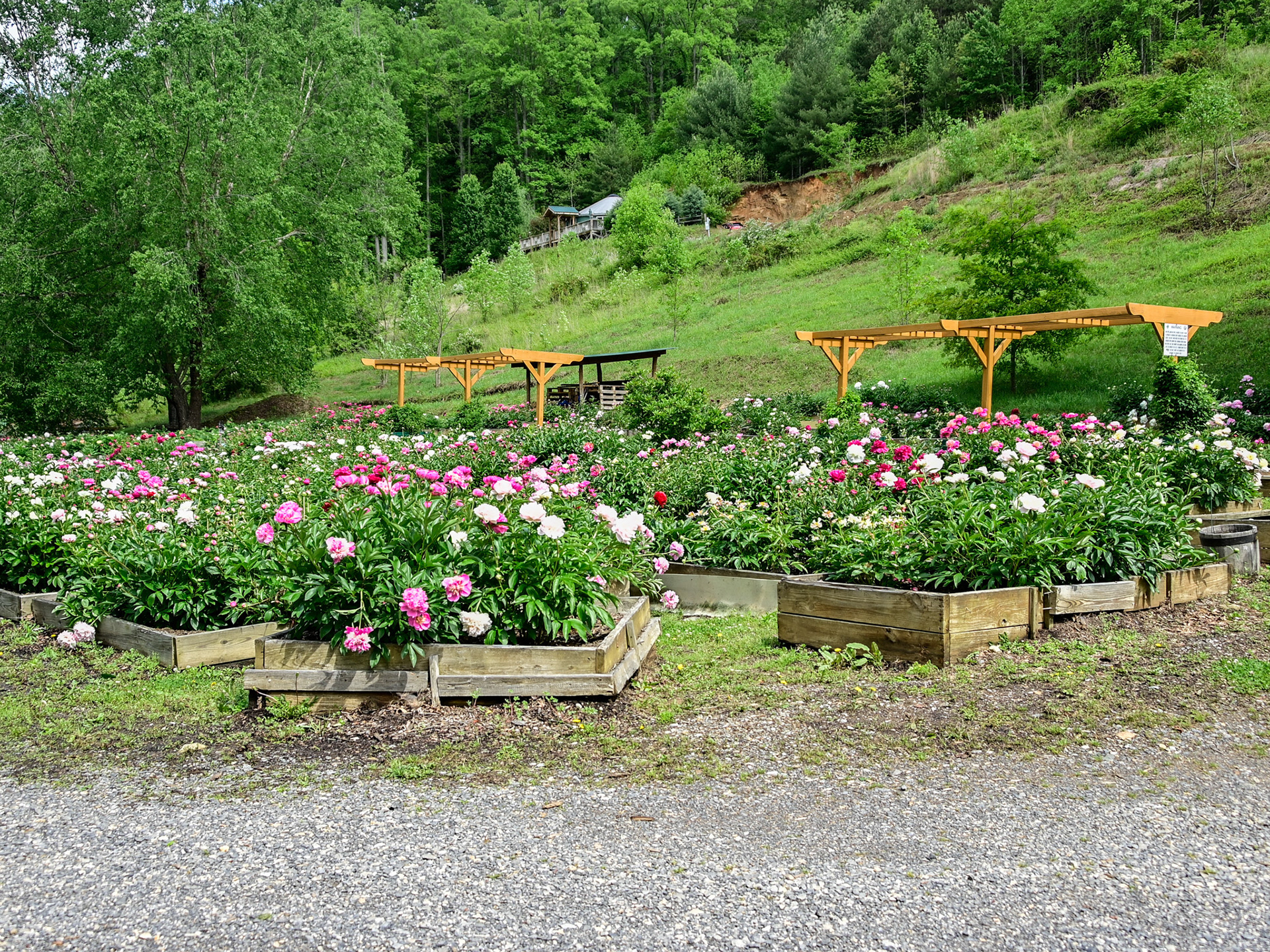 Wildcat Ridge Farm, Clyde, NC