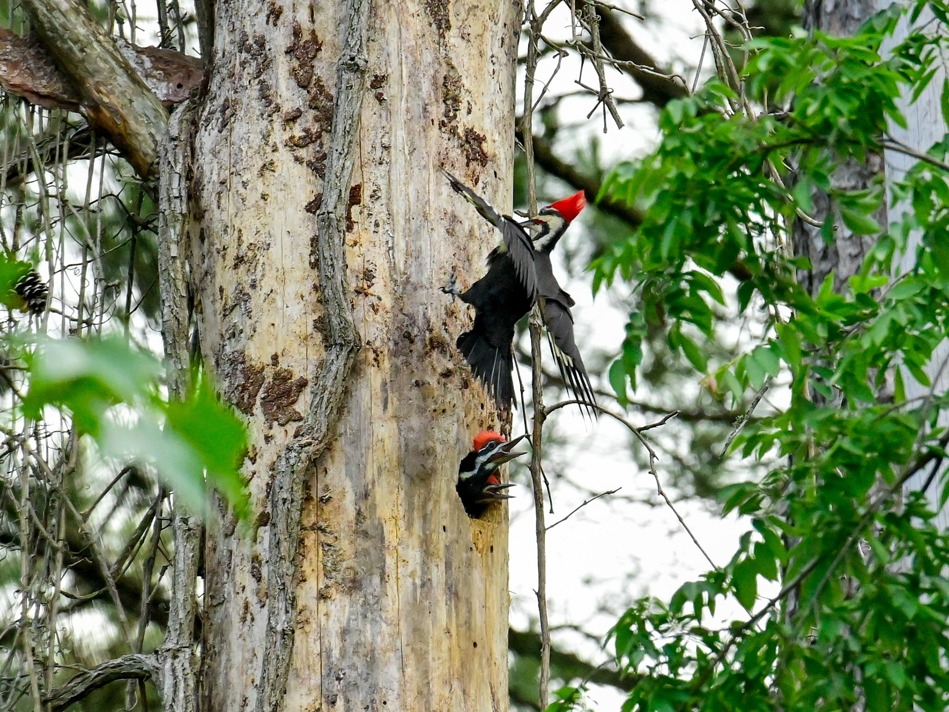 Savannah, TN