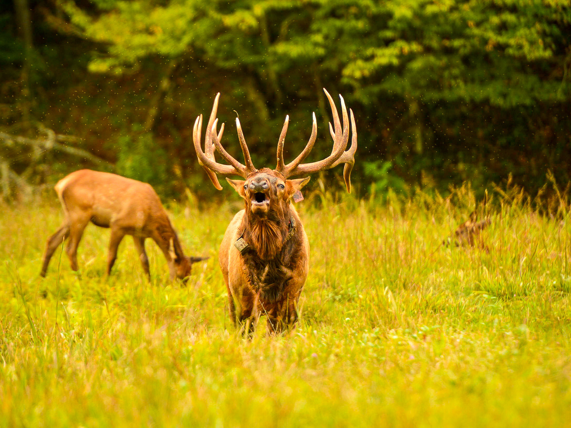 Cataloochee, NC