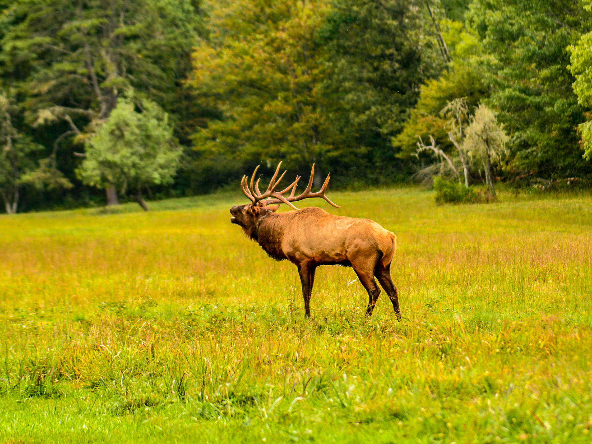 Cataloochee, NC