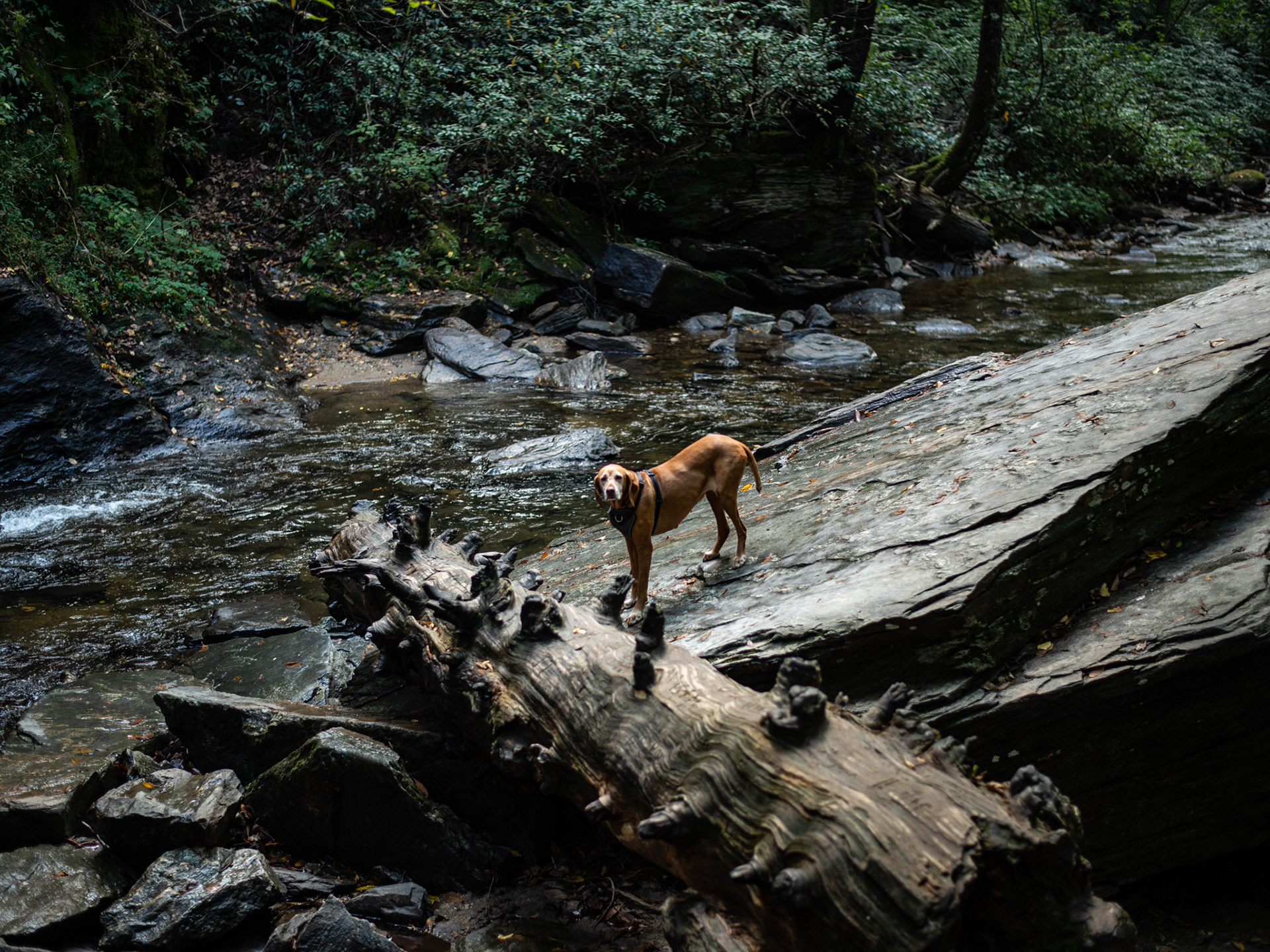 Looking Glass Creek, Brevard, NC