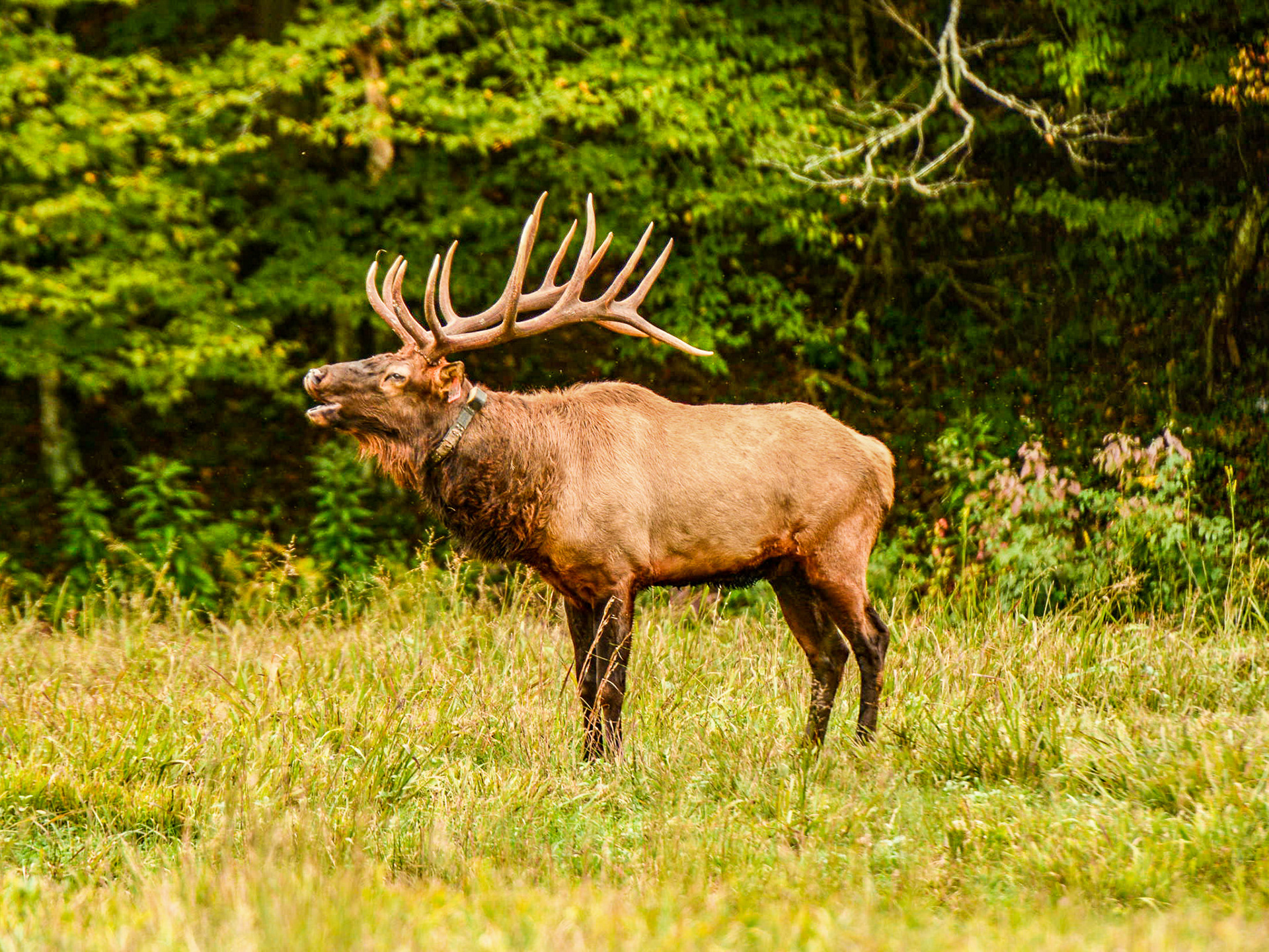 Cataloochee, NC