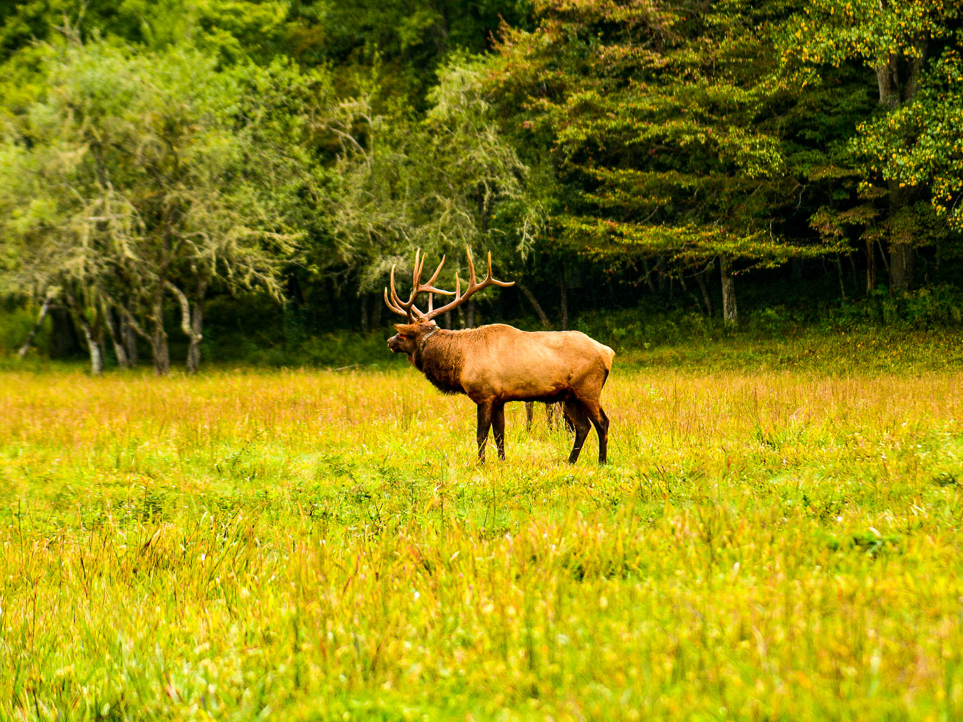 Cataloochee, NC