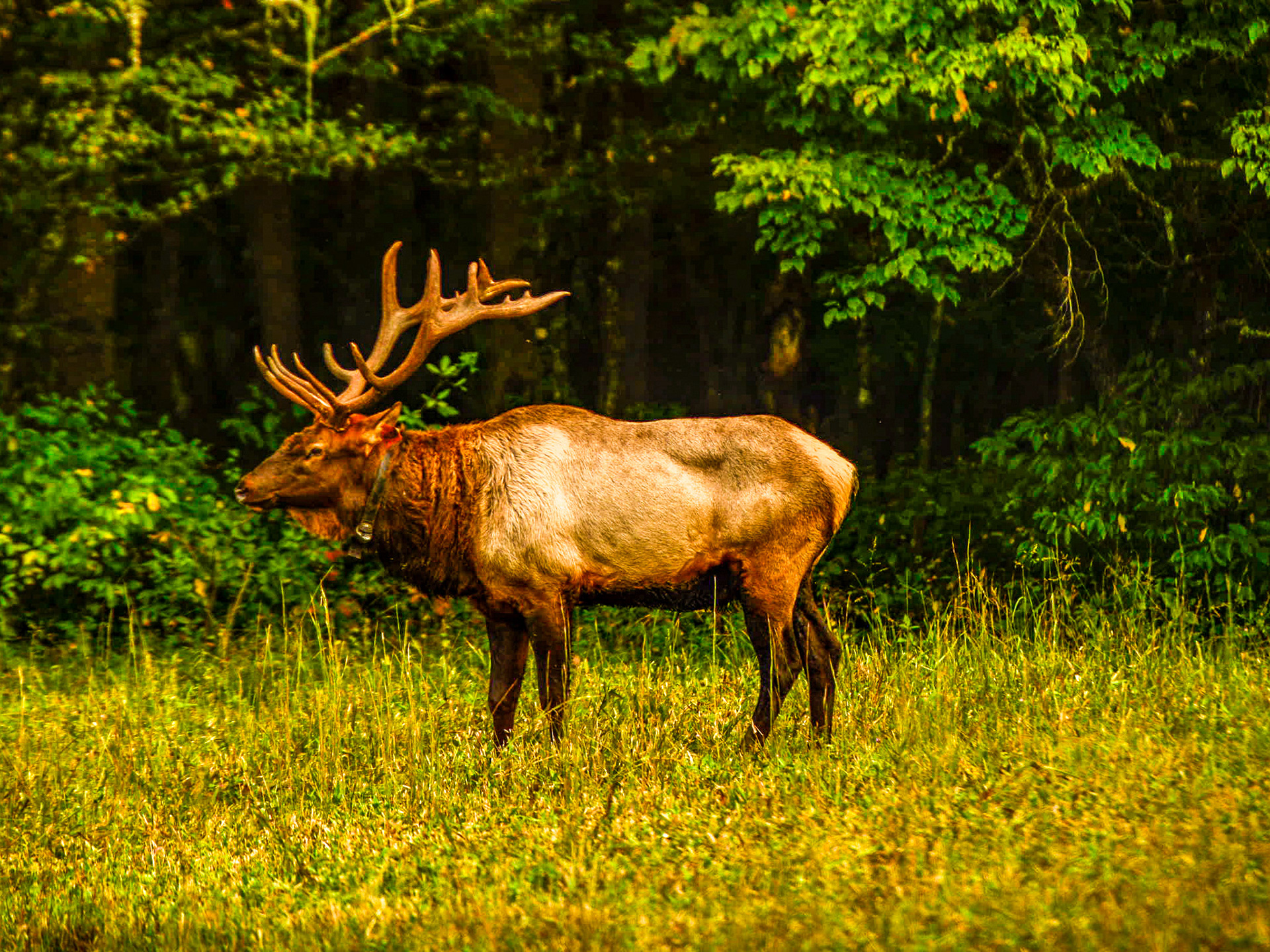 Cataloochee, NC