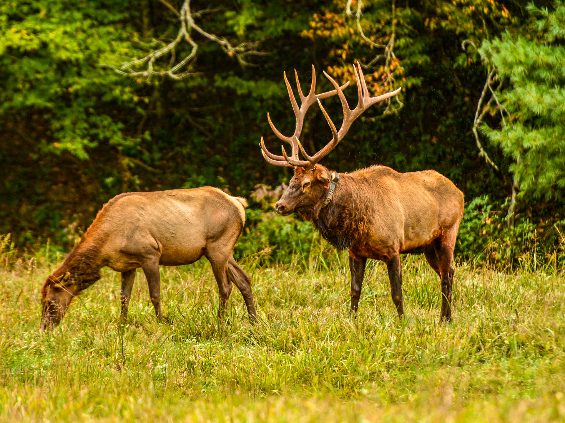 Cataloochee, NC