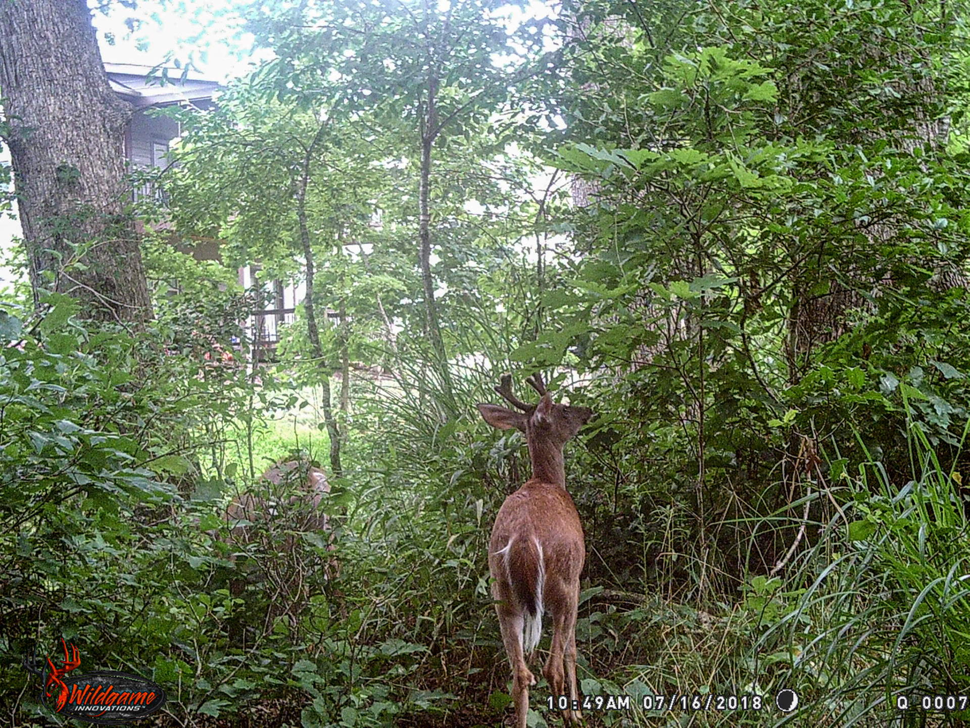 Arden, NC