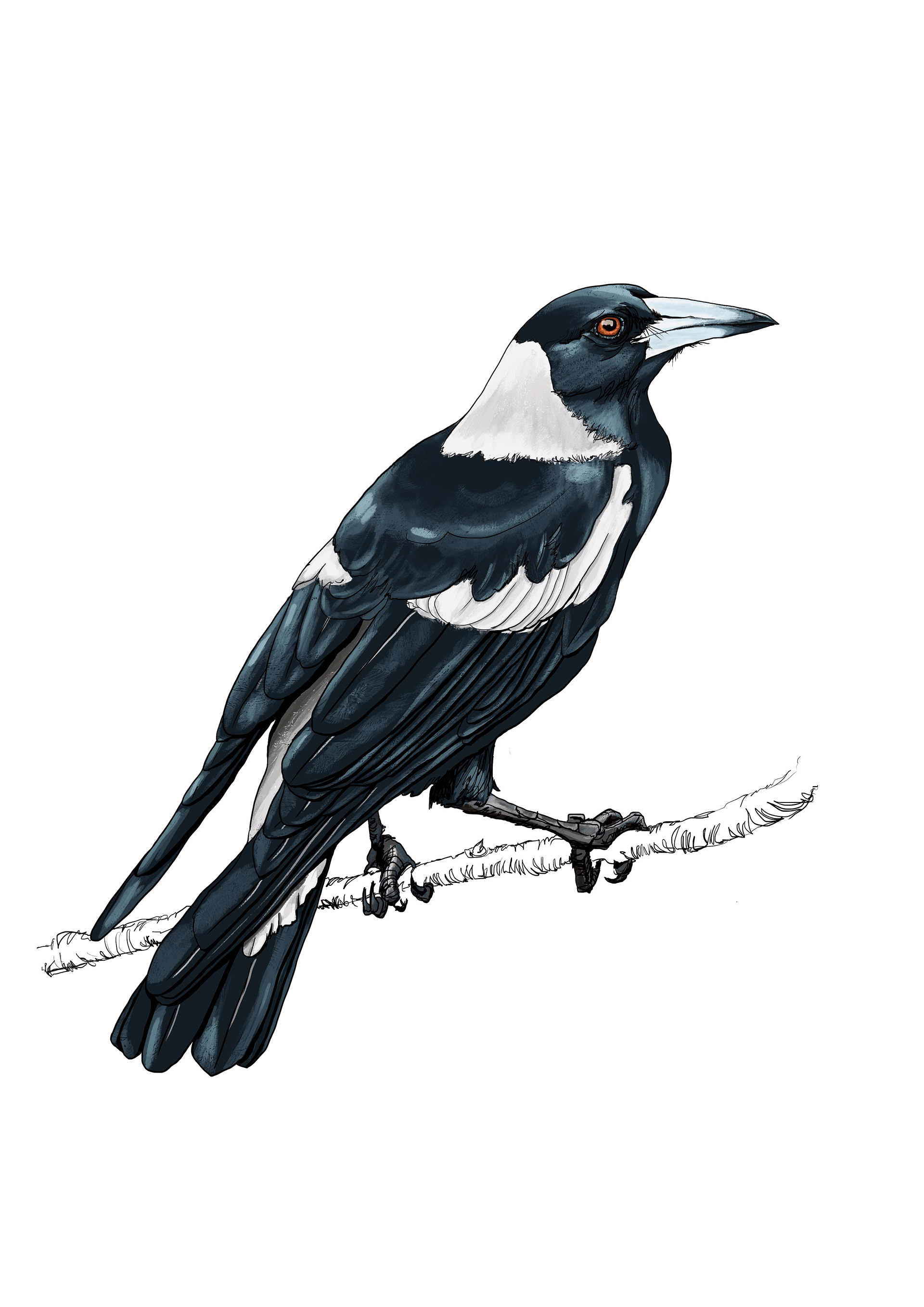 Magpie, digital painting