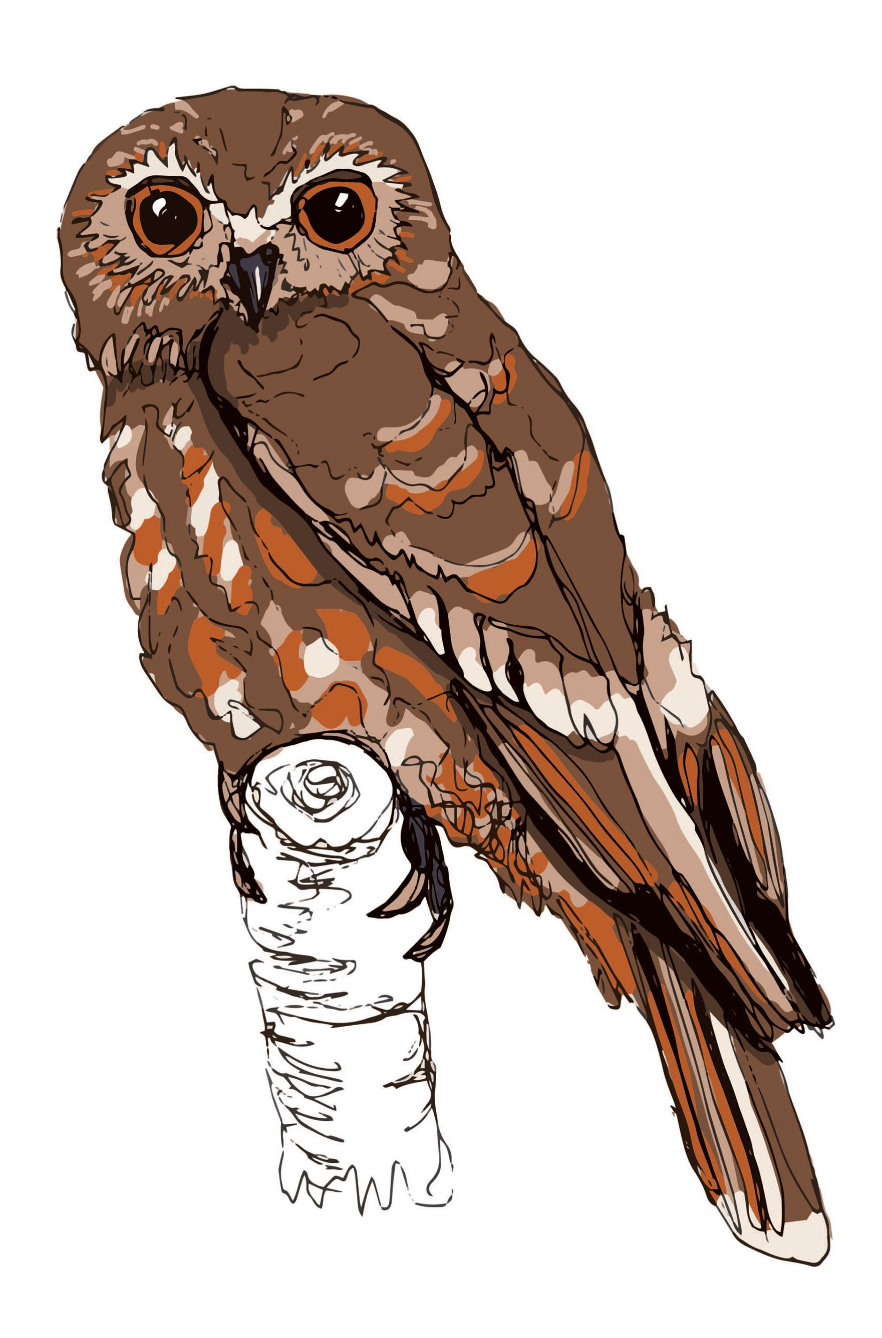 Boobook Owl, digital painting
