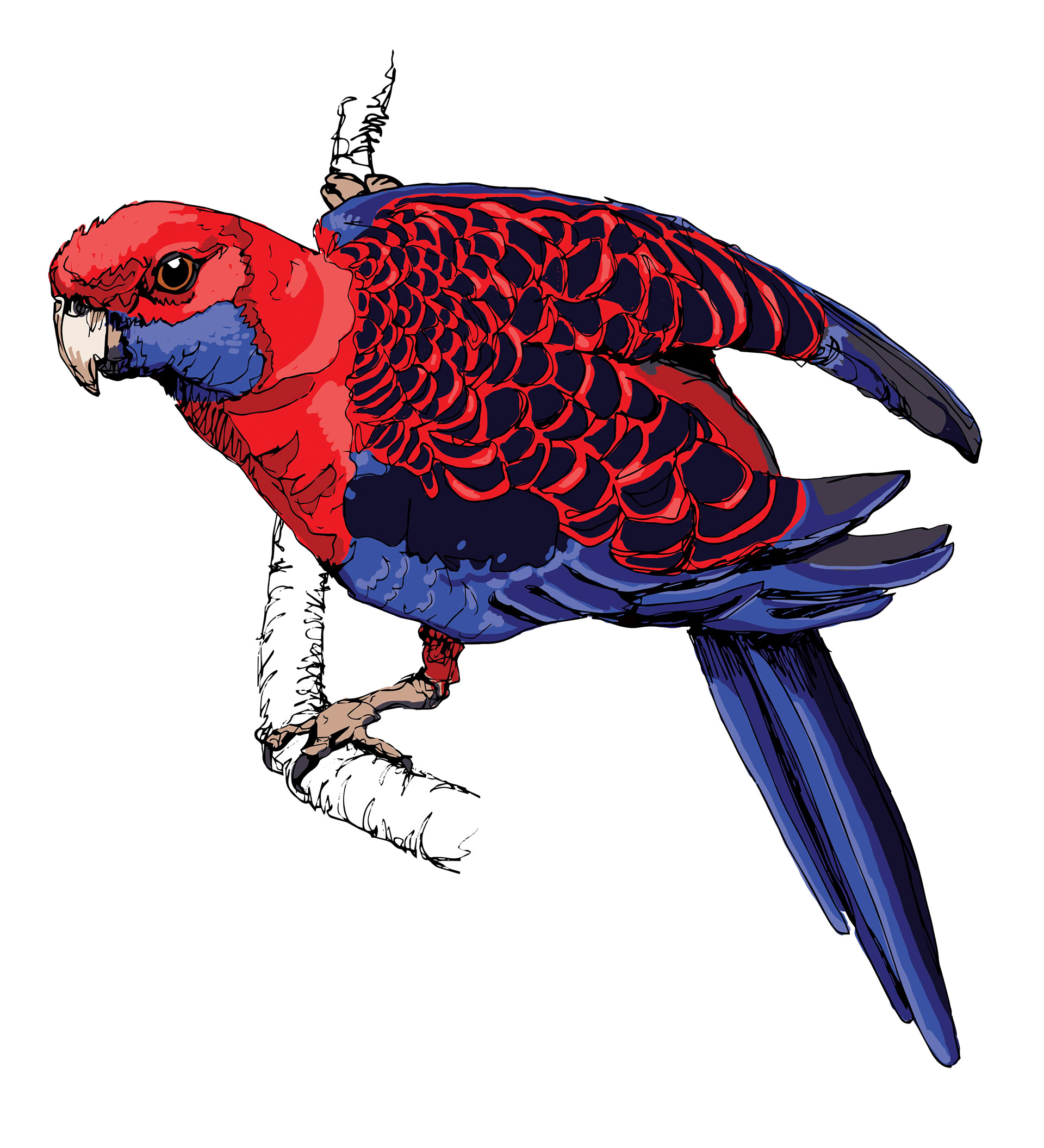 Rosella, digital painting