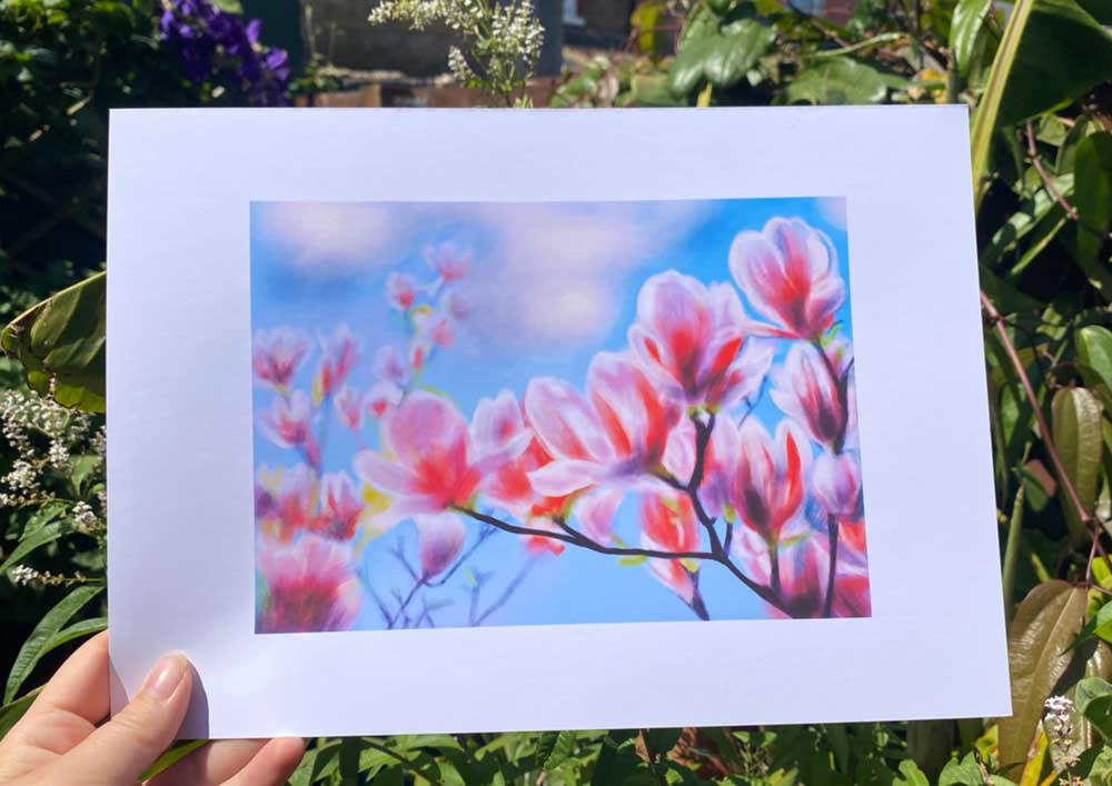 Pink Magnolia against a blue sky