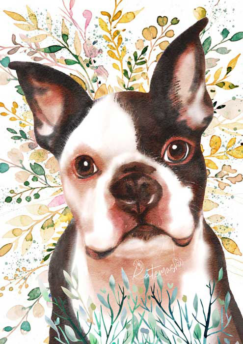 Boston Terrier
