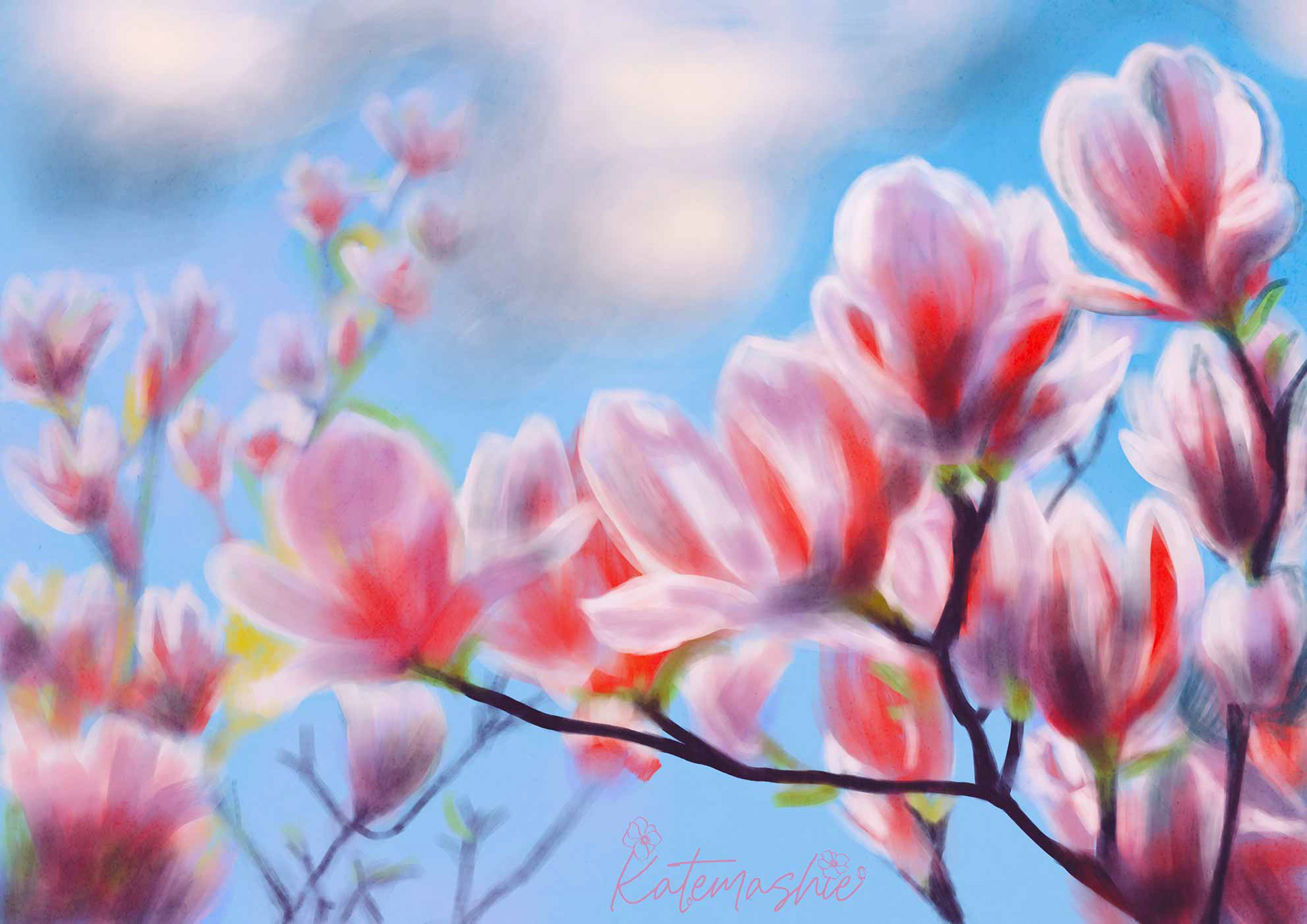 Pink Magnolia against blue sky