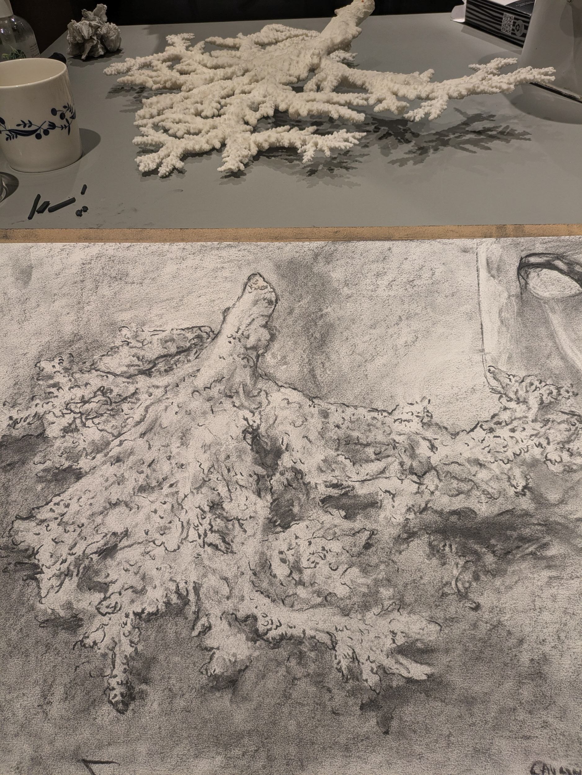 Still Life charcoal sketch of coral