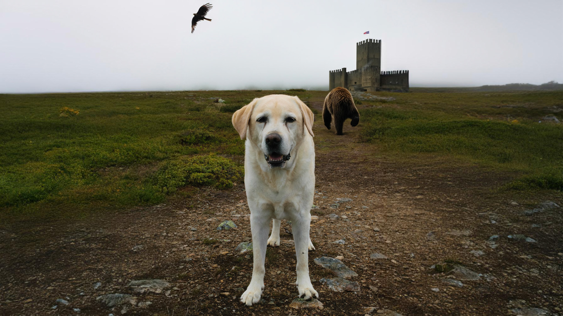 Alvfie, the Bear and Mr Eagle