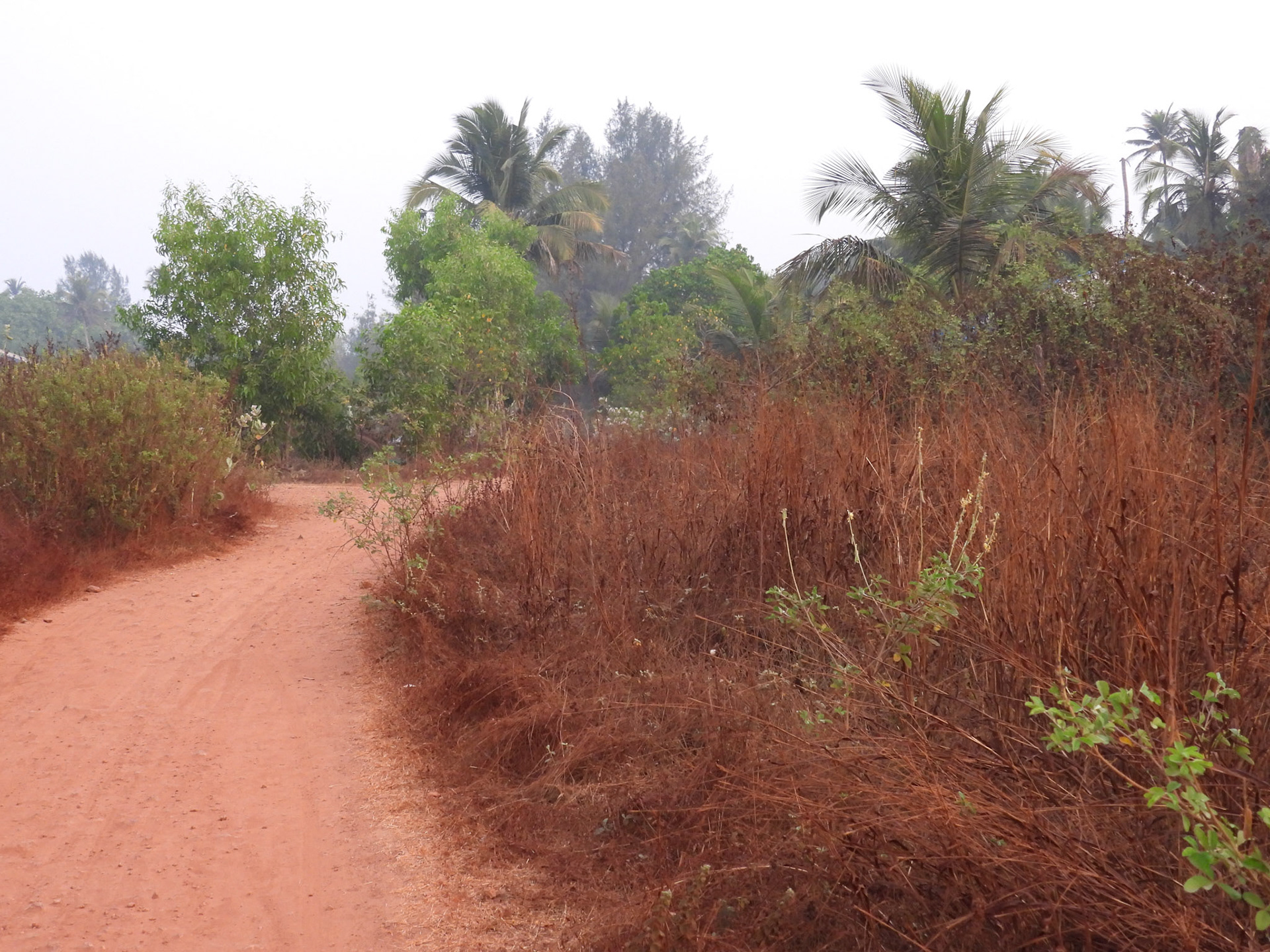 Path through the dunes