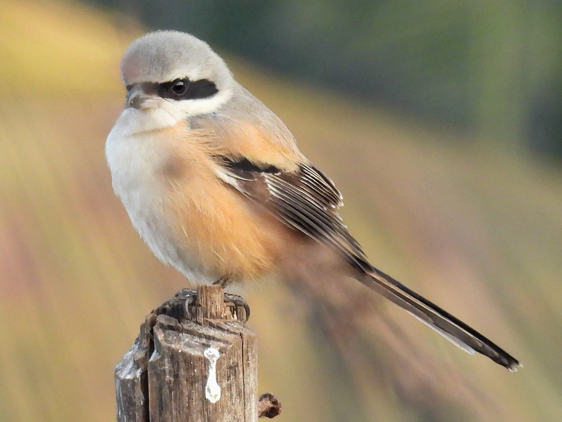 Long-tailed Shrike