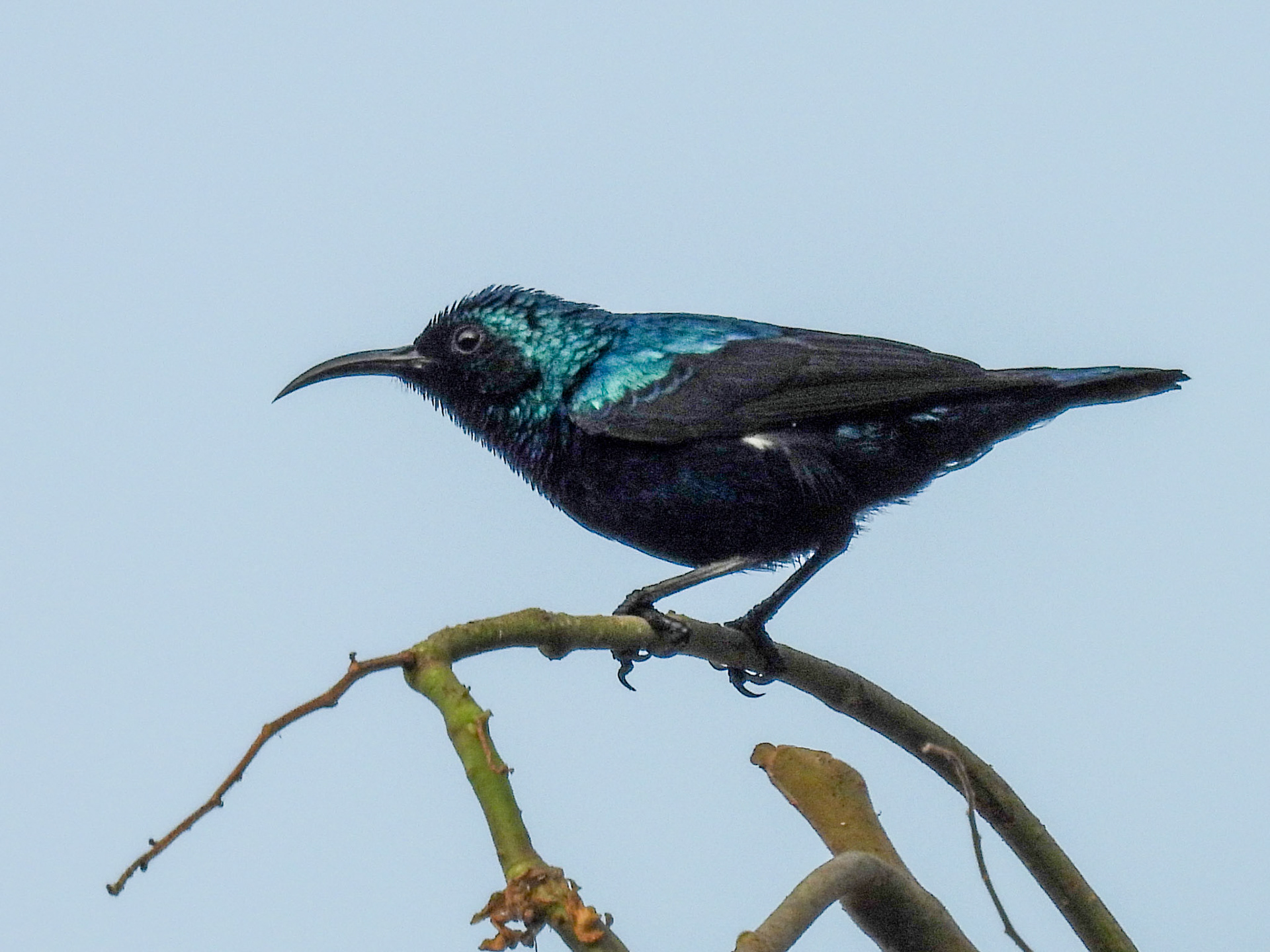 Purple Sunbird 