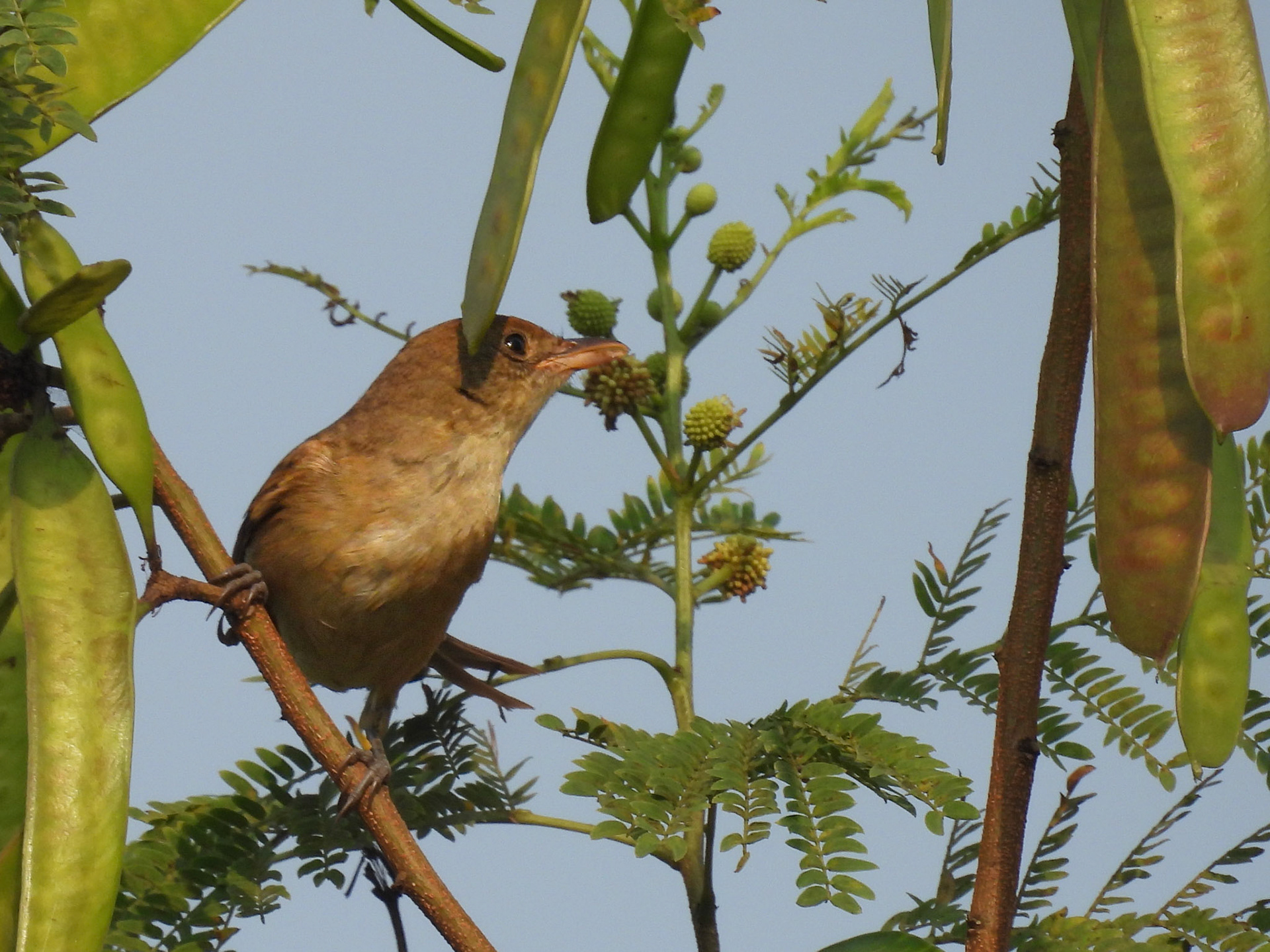 Pale-billed Flowerpecker